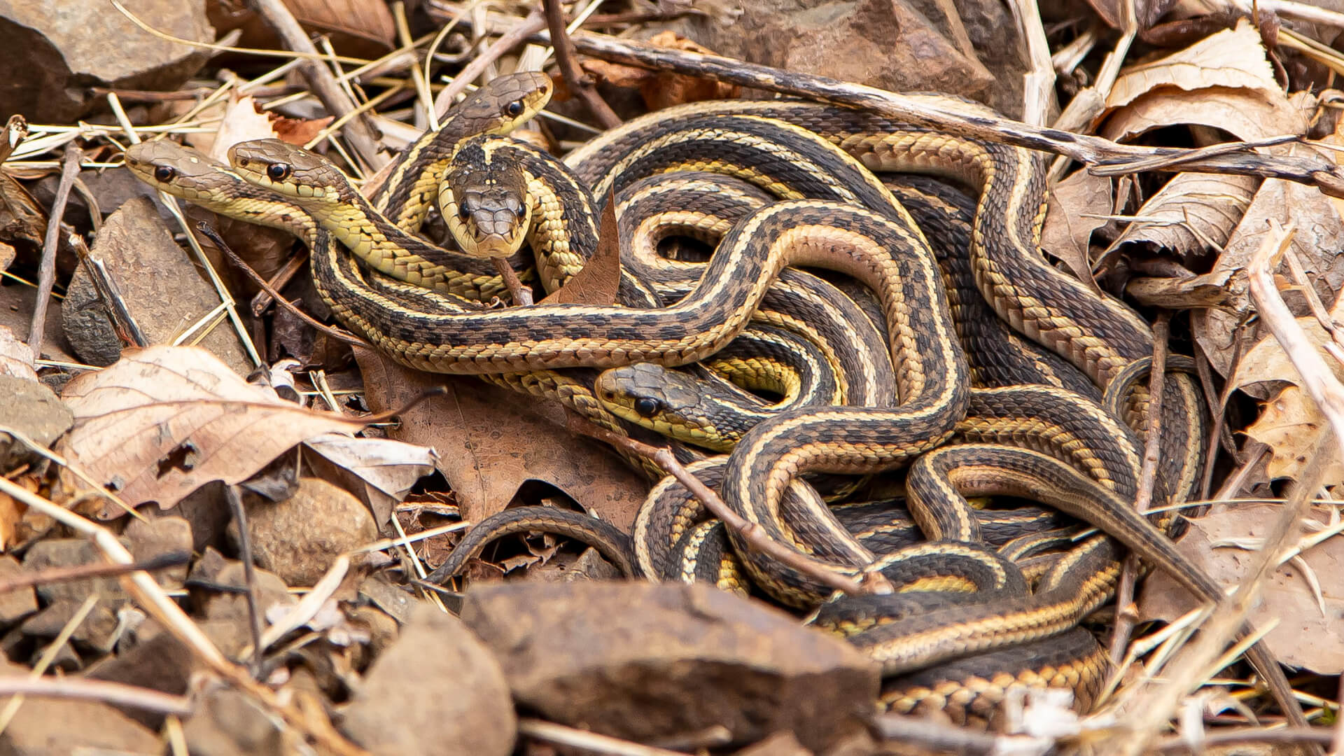 Garter Snake Mating Ball