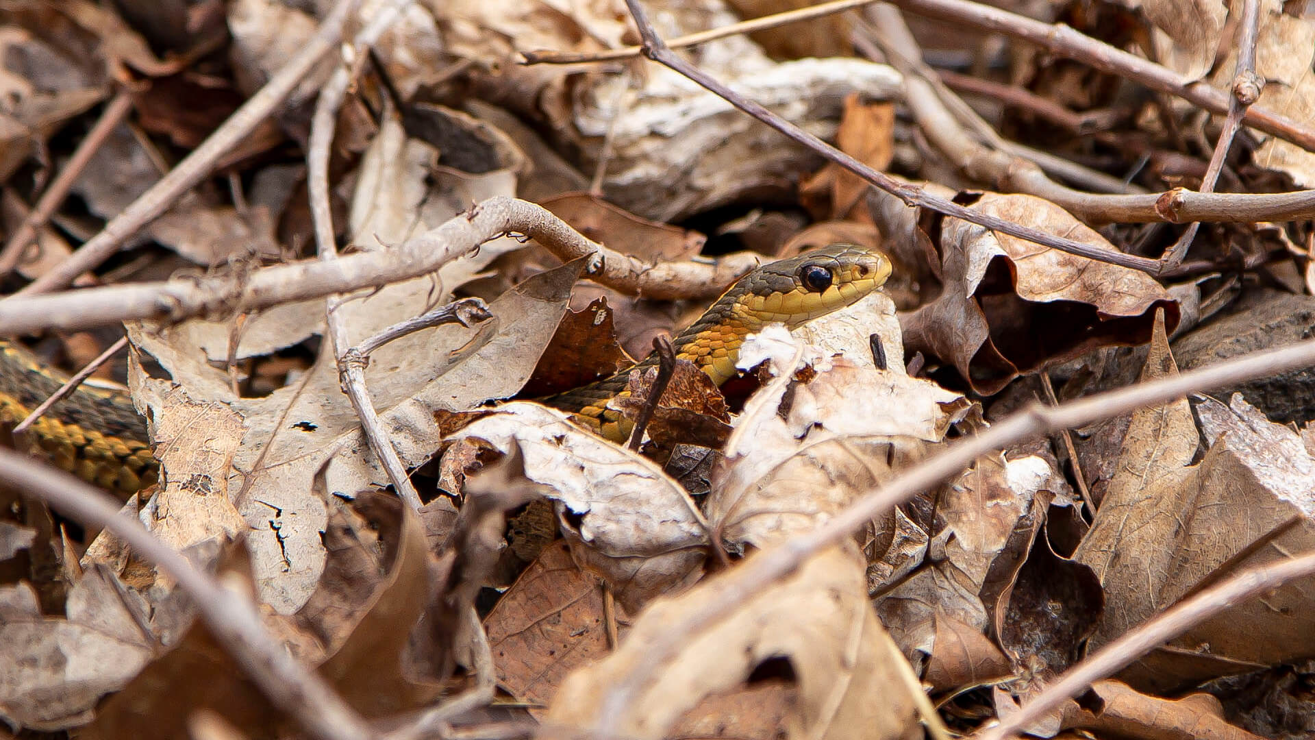 The first garter snake I saw