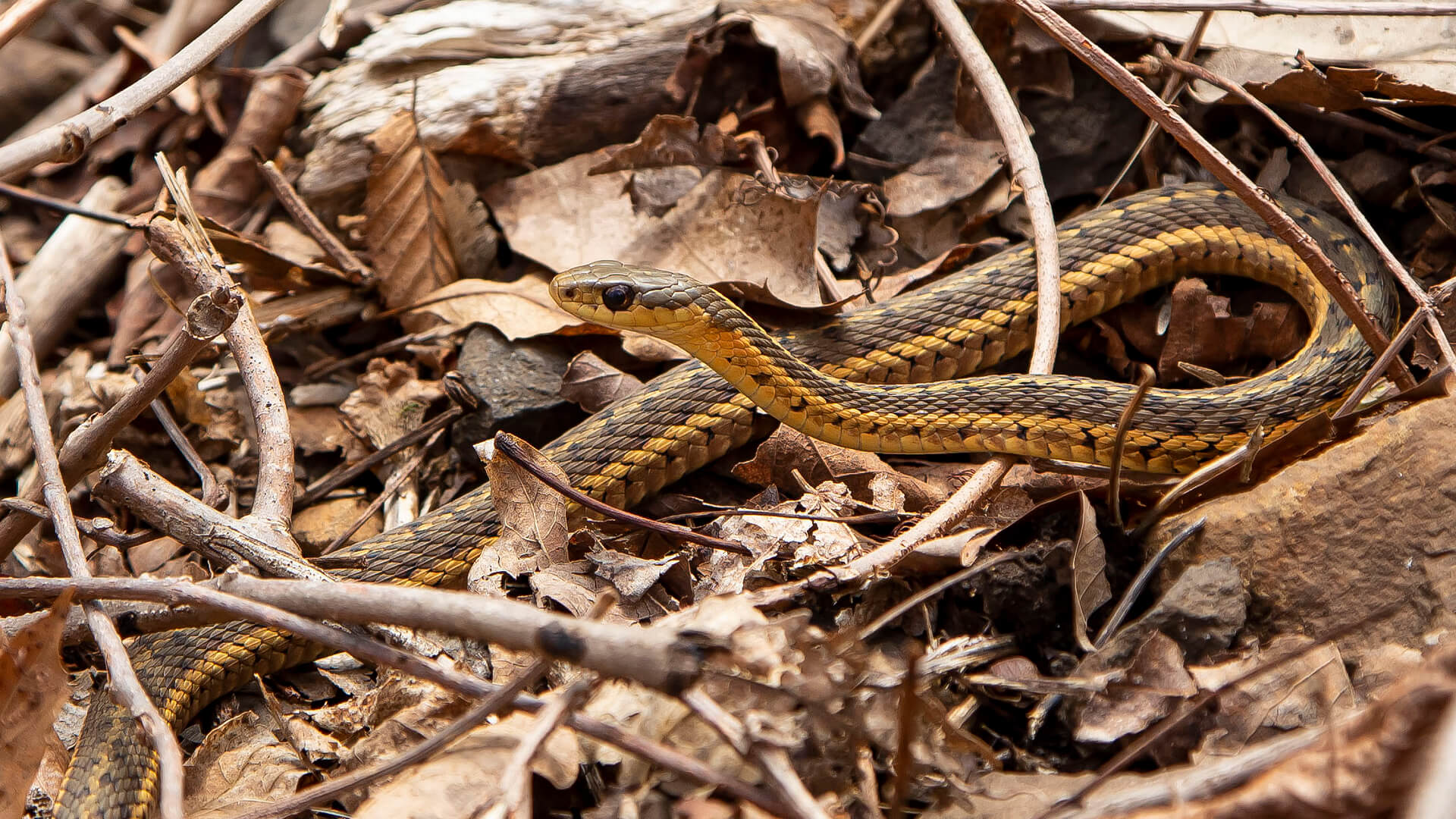 The second garter snake I saw