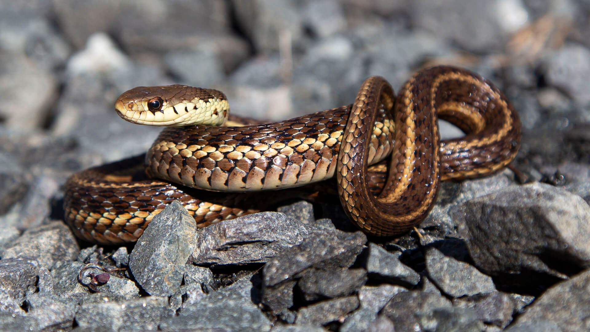 Garter Snake 1