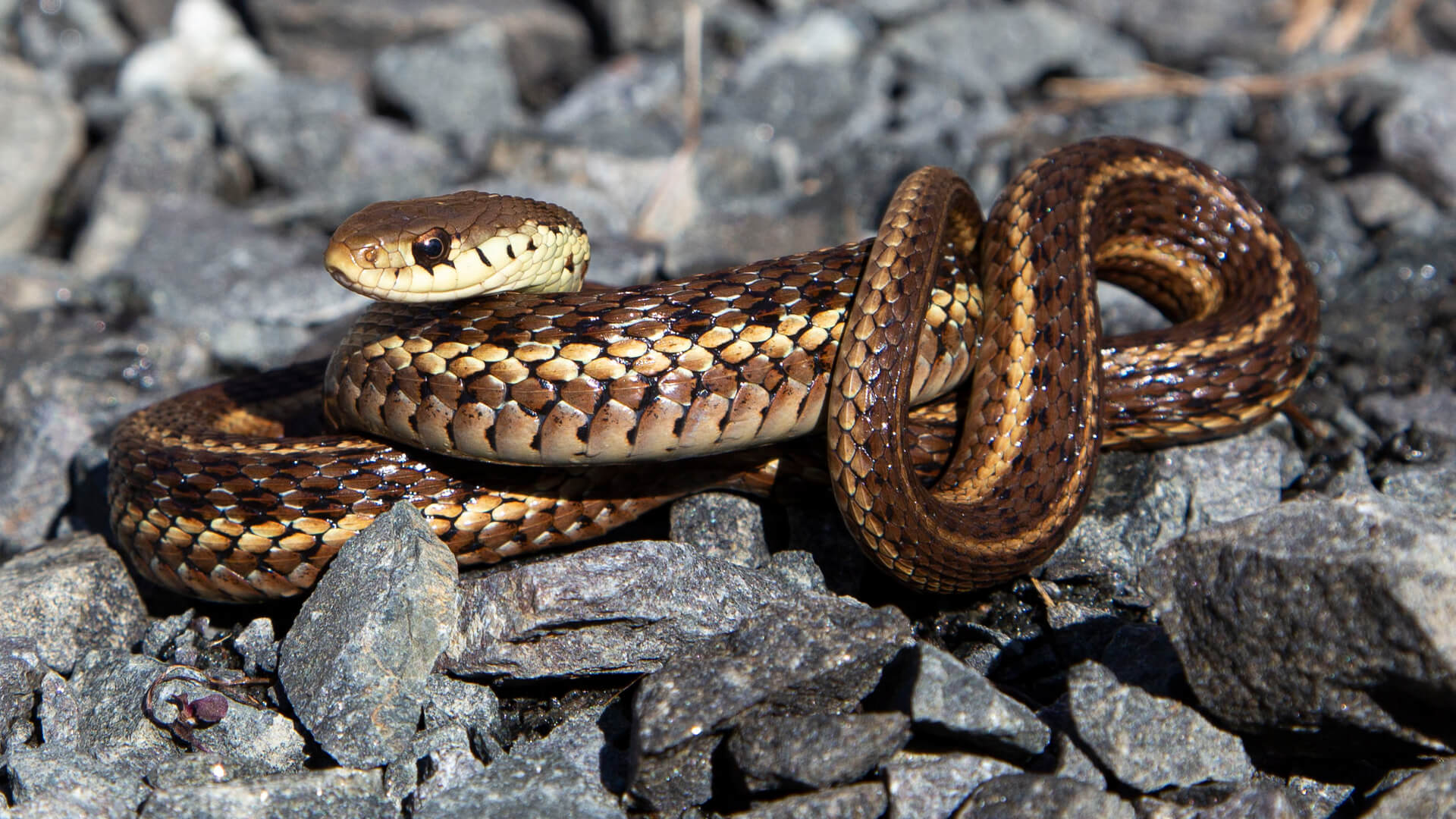 Garter Snake 1