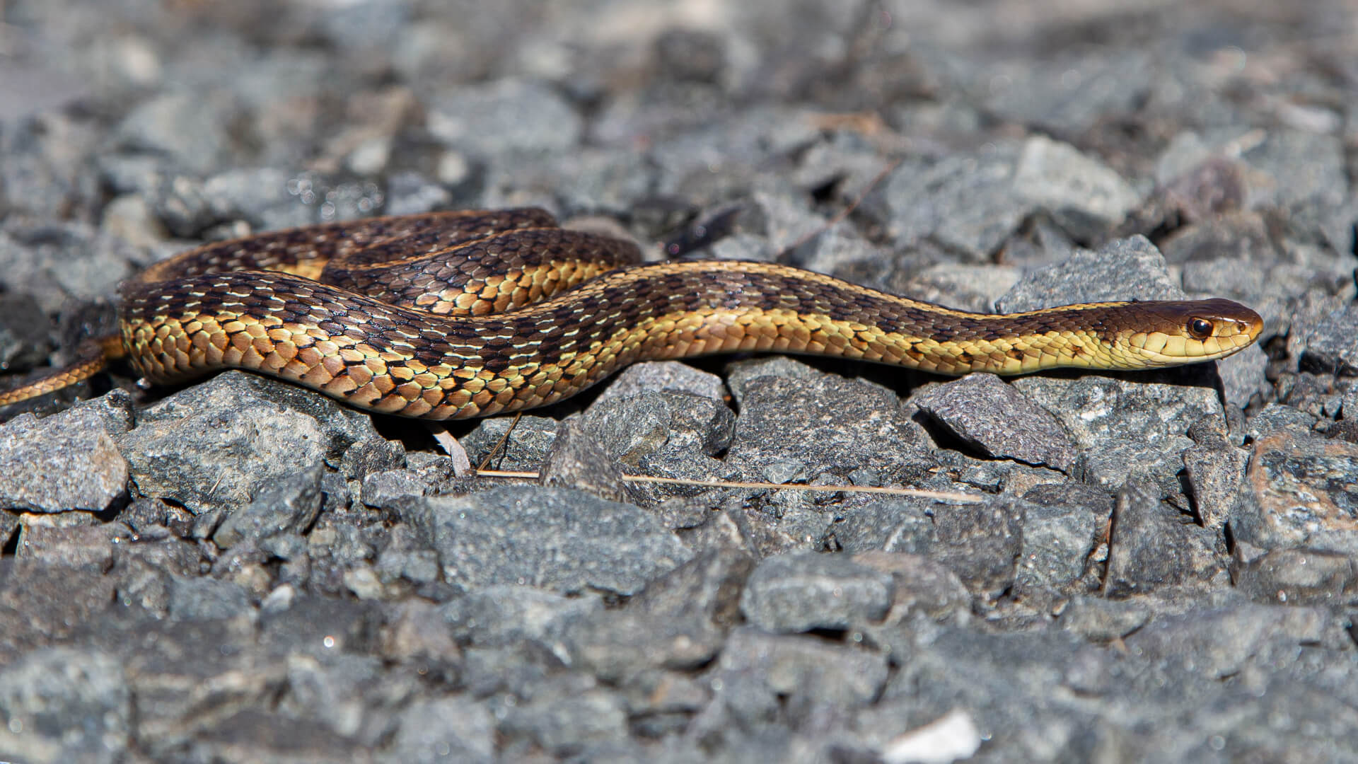 Garter Snake 2