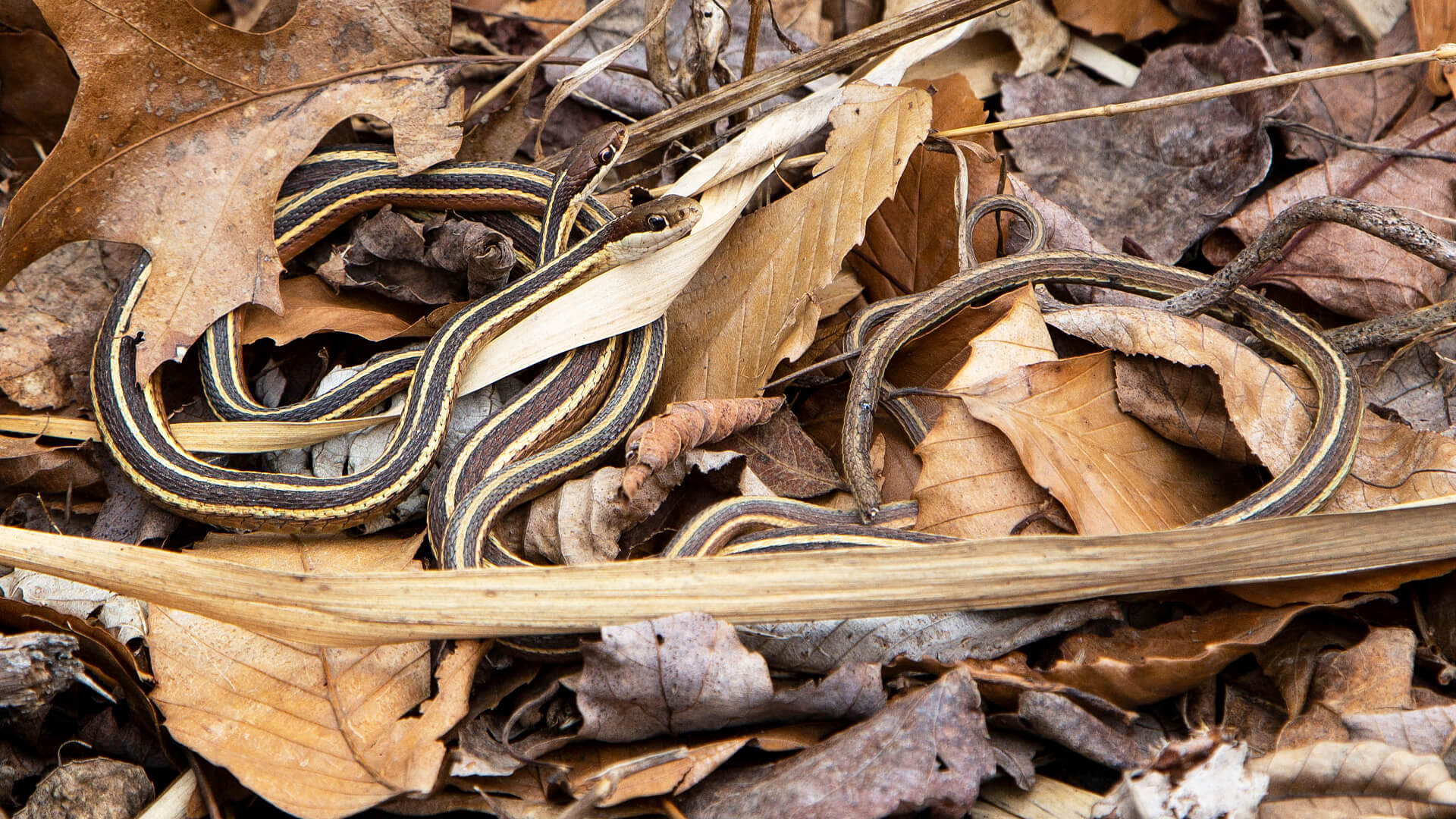 Mating Pair of Ribbon Snakes