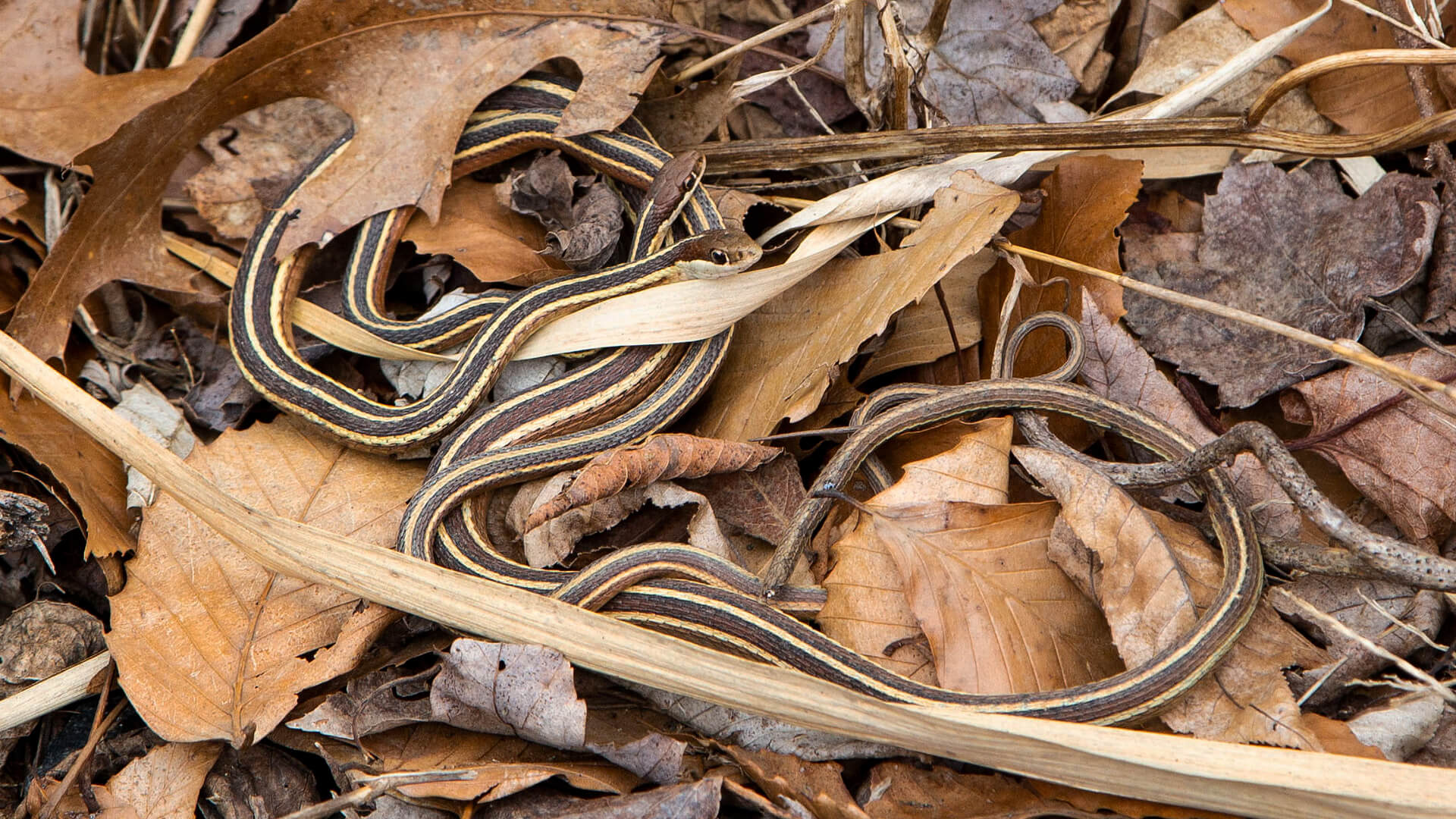 Mating Pair of Ribbon Snakes