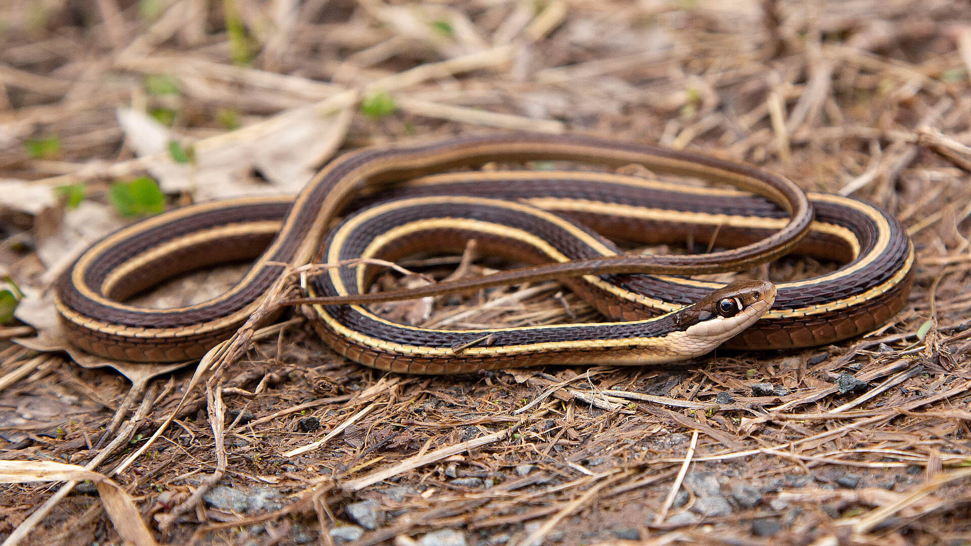 Ribbon Snake
