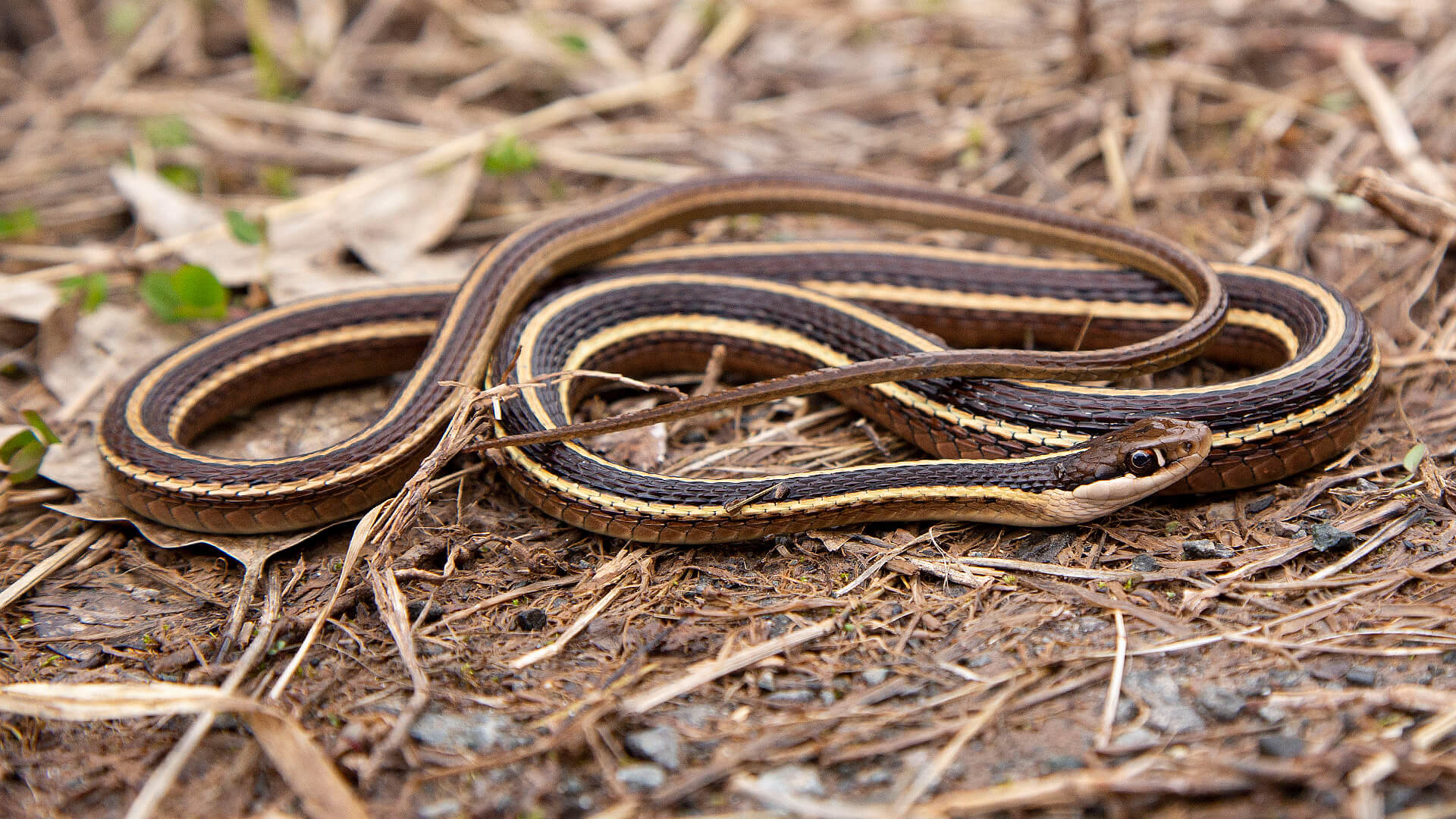 Ribbon Snake