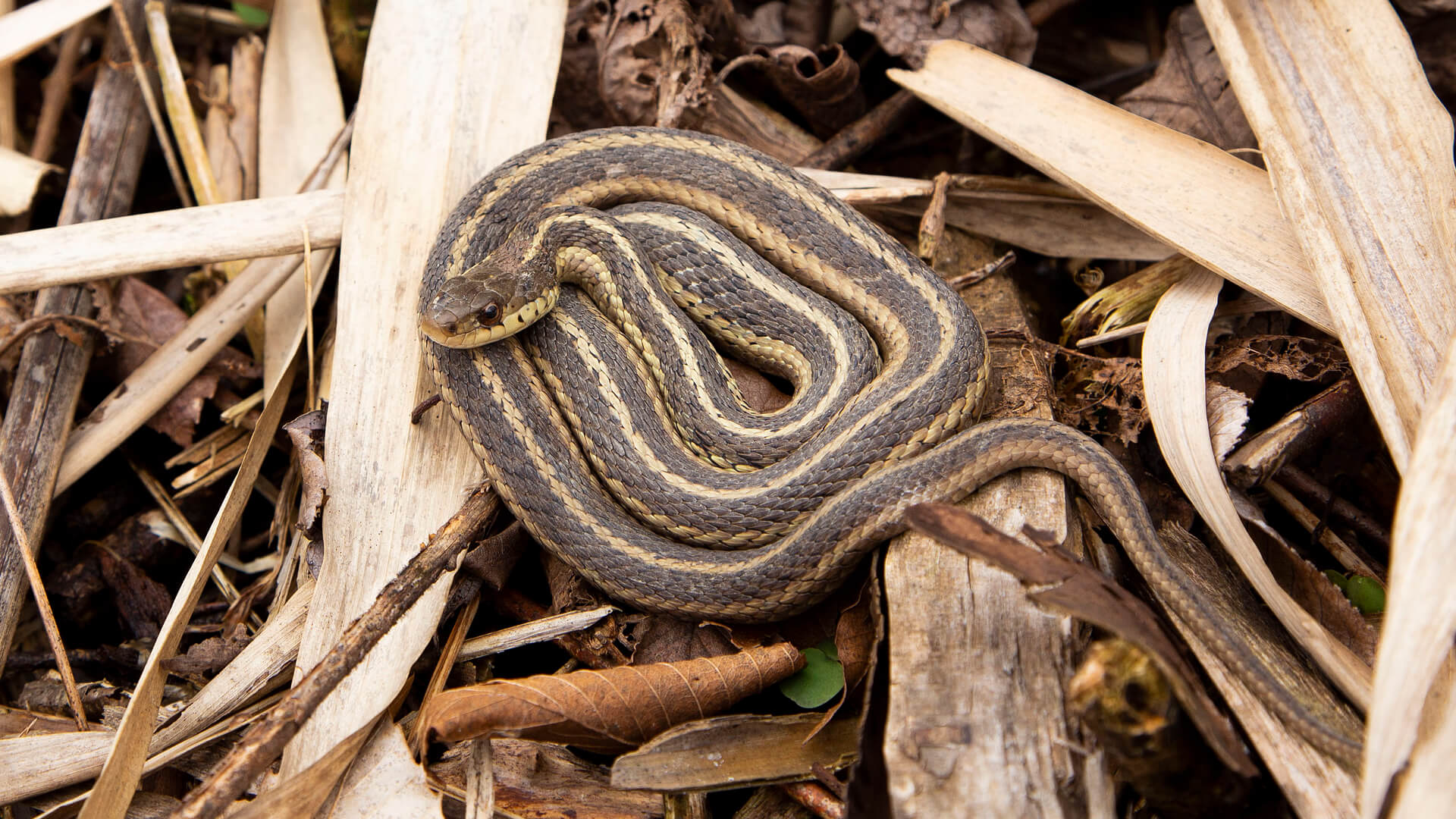Garter Snake