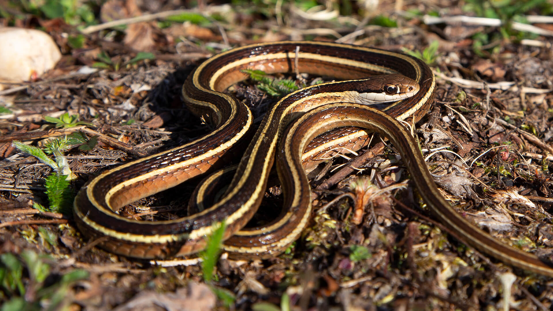 Ribbon Snake
