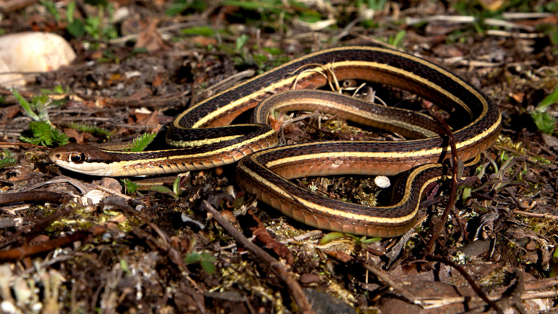 Ribbon Snake