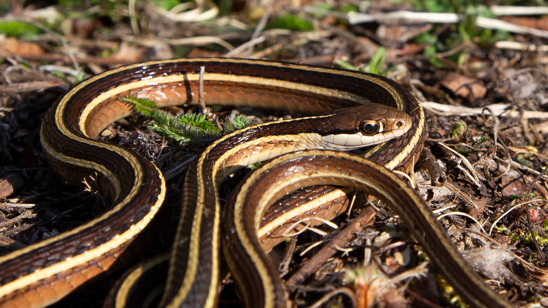 Ribbon Snake