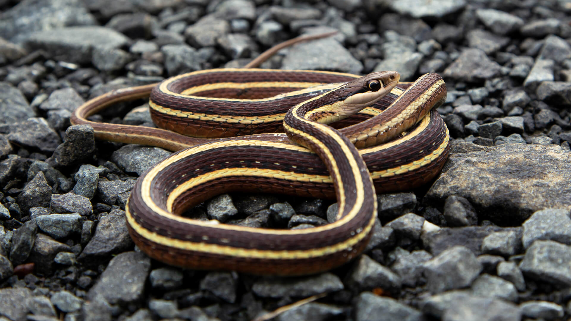 Ribbon Snake