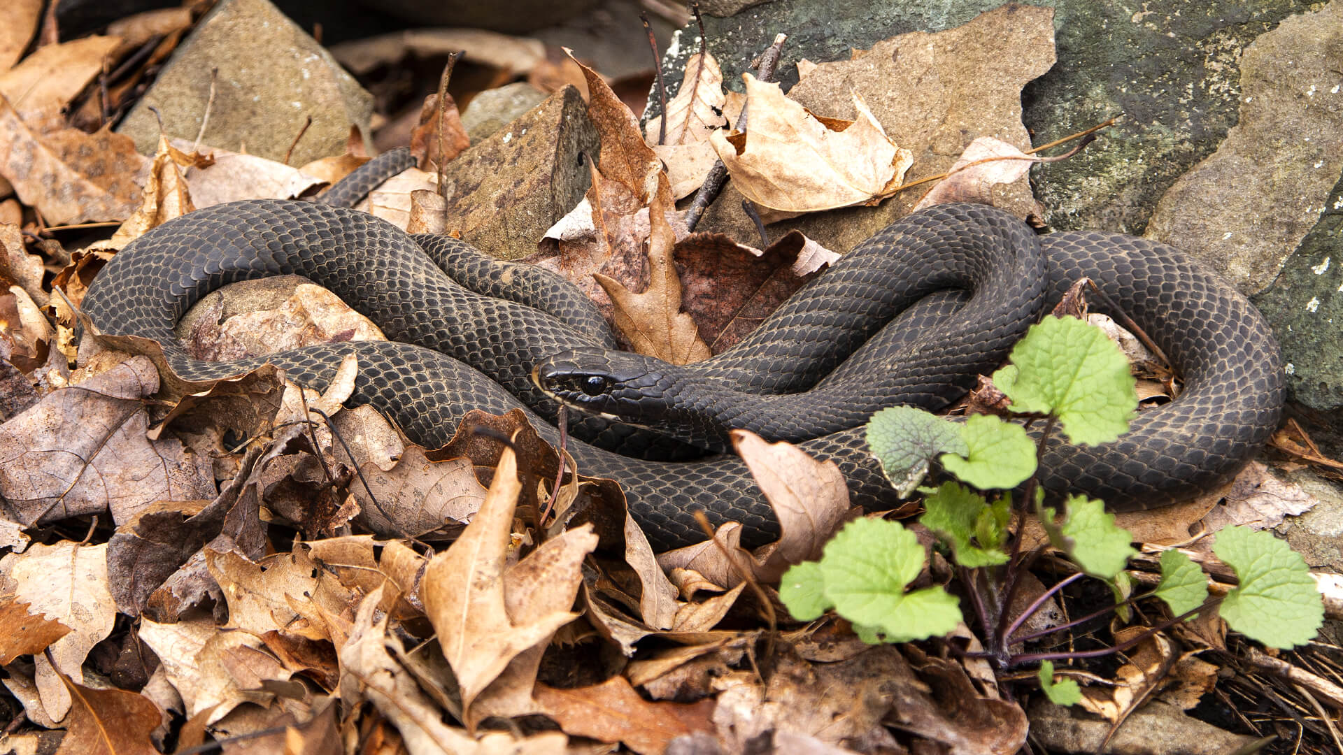 Black Racer