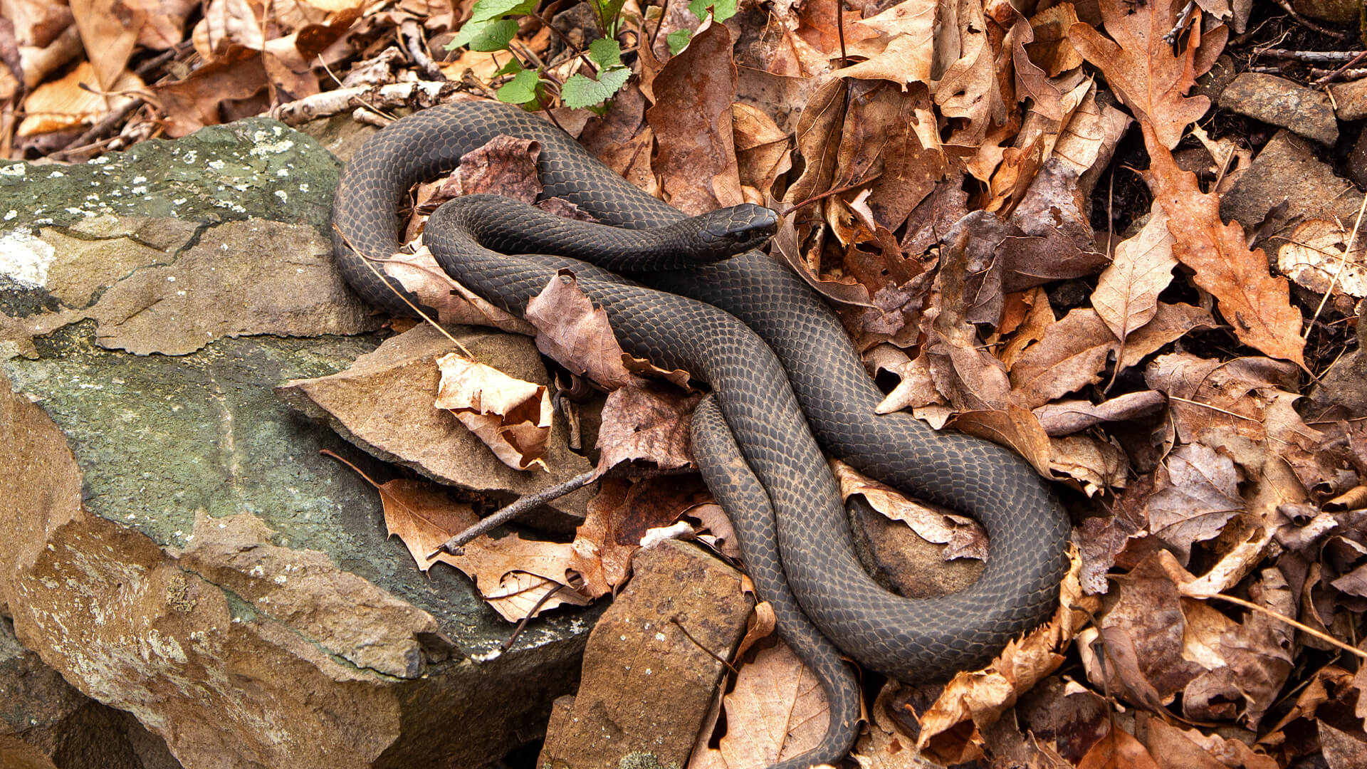 Black Racer