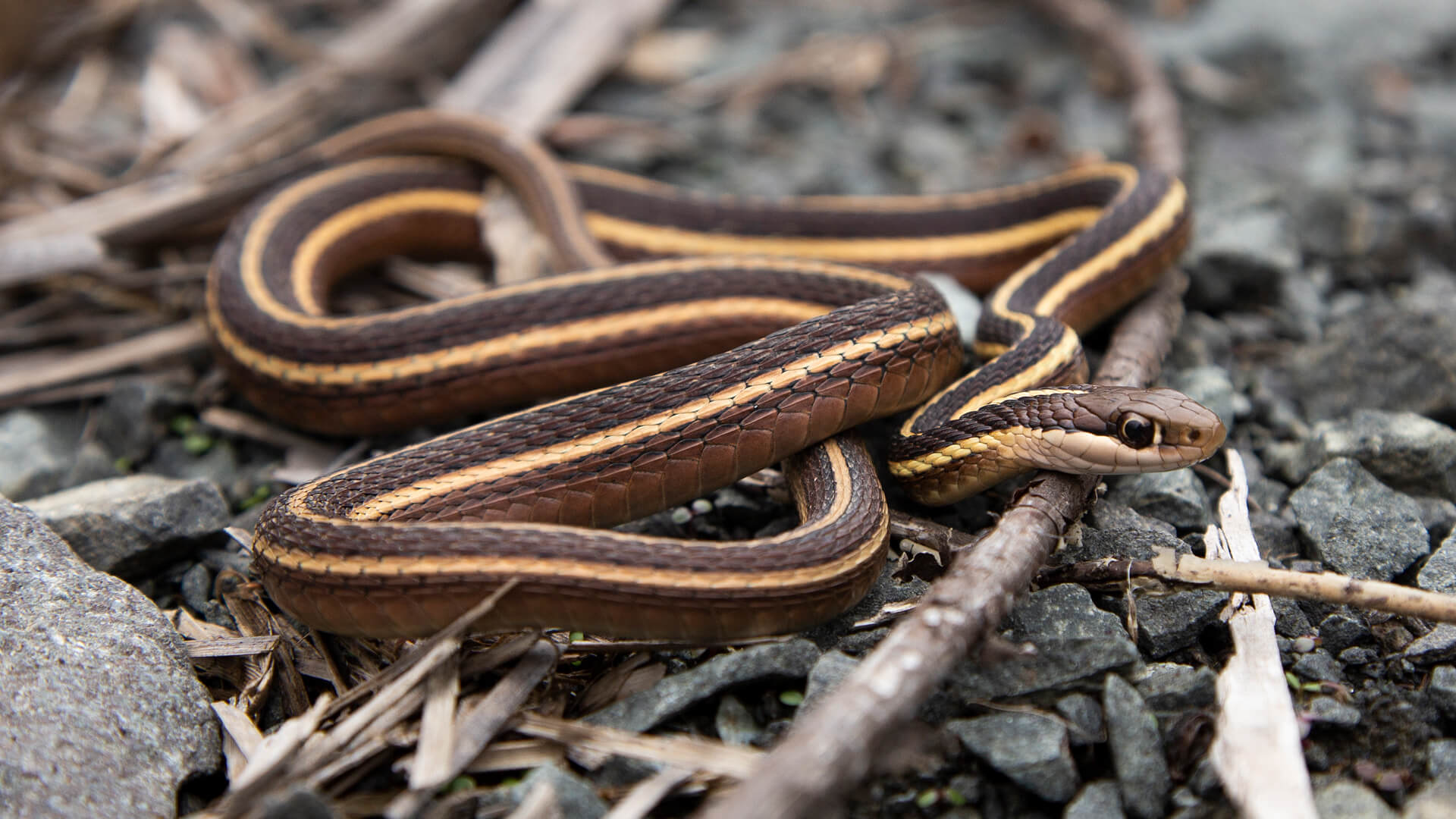 Ribbon Snake