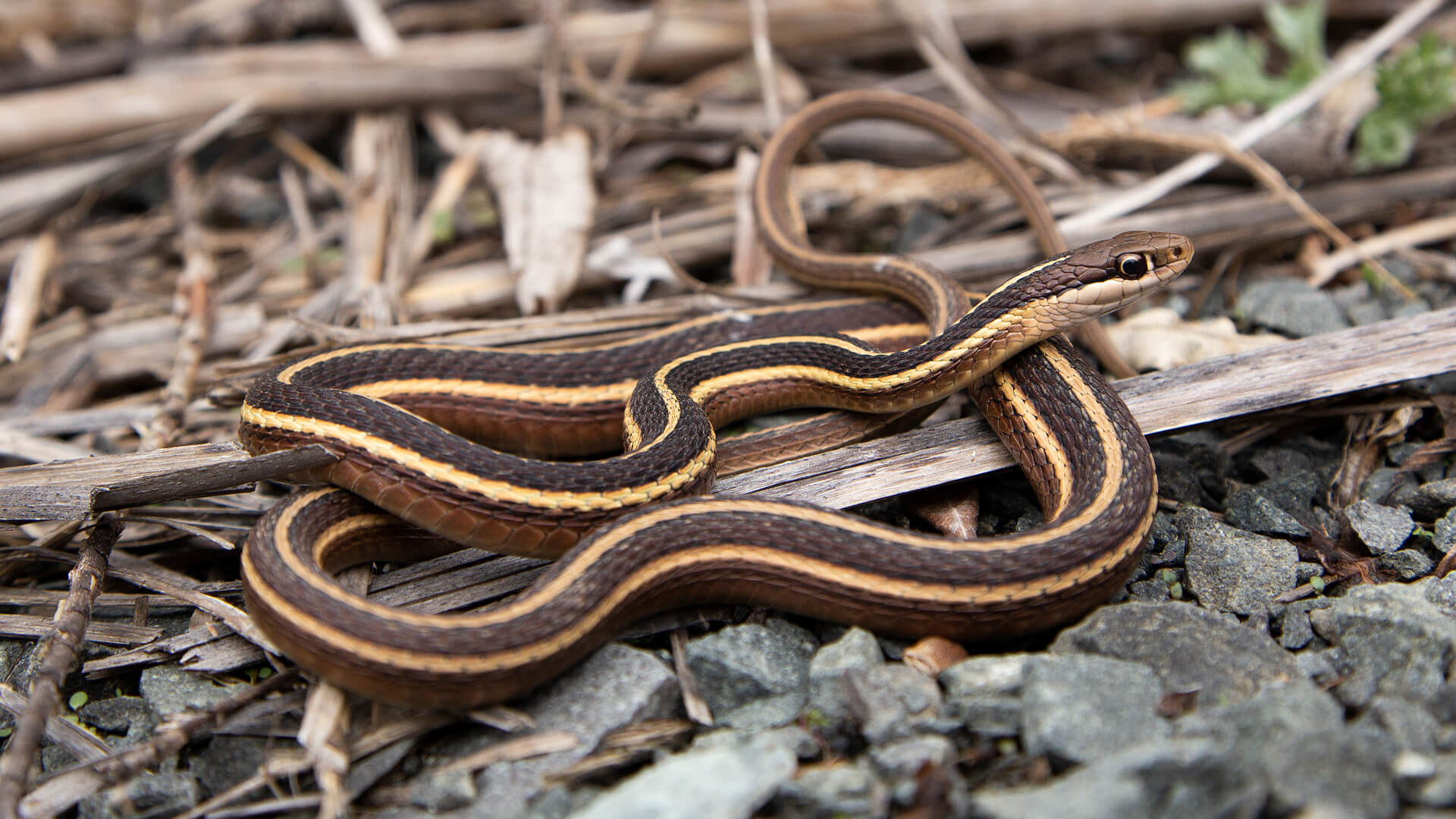 Eastern Ribbon Snake