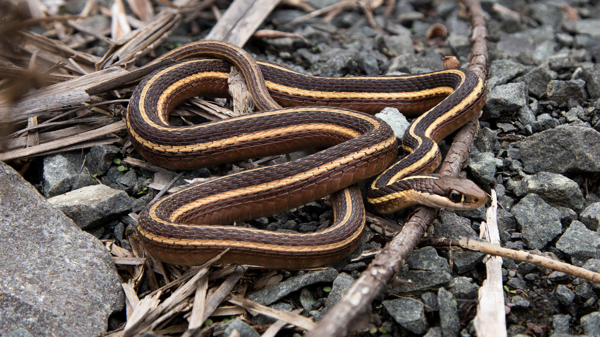 Ribbon Snake