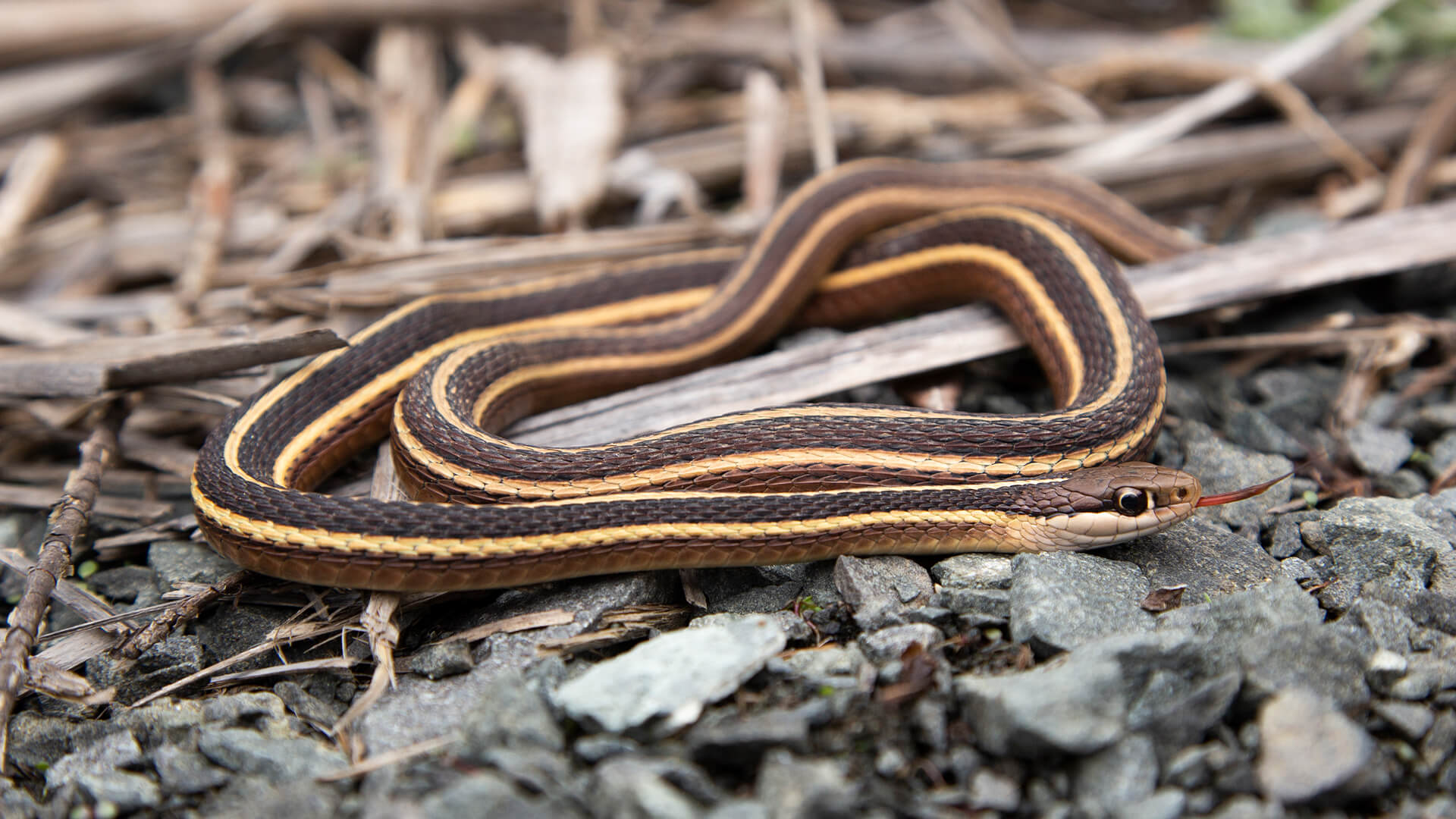 Ribbon Snake
