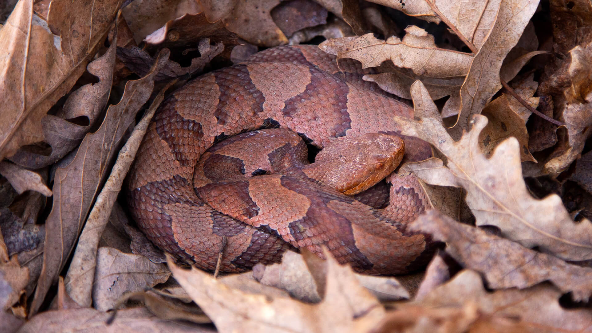 2nd Copperhead