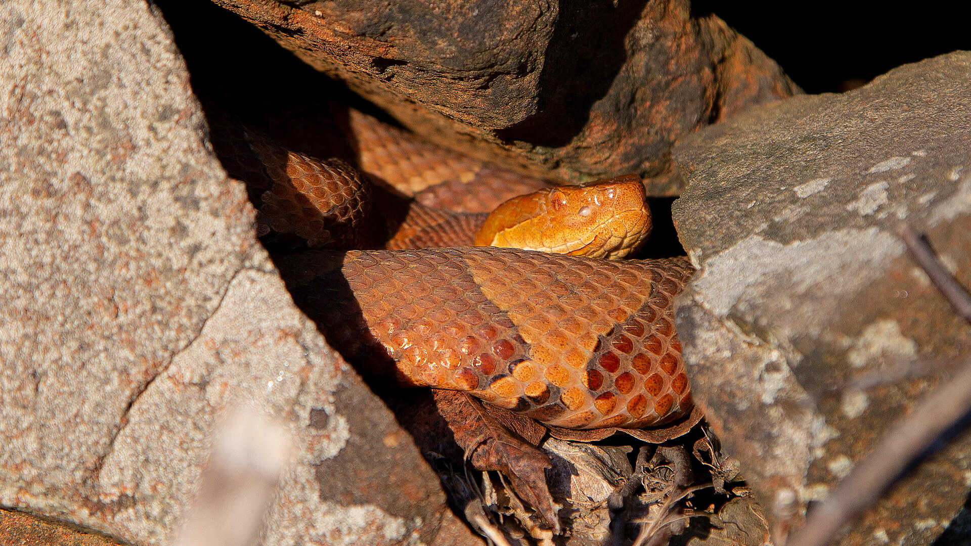 Copperhead