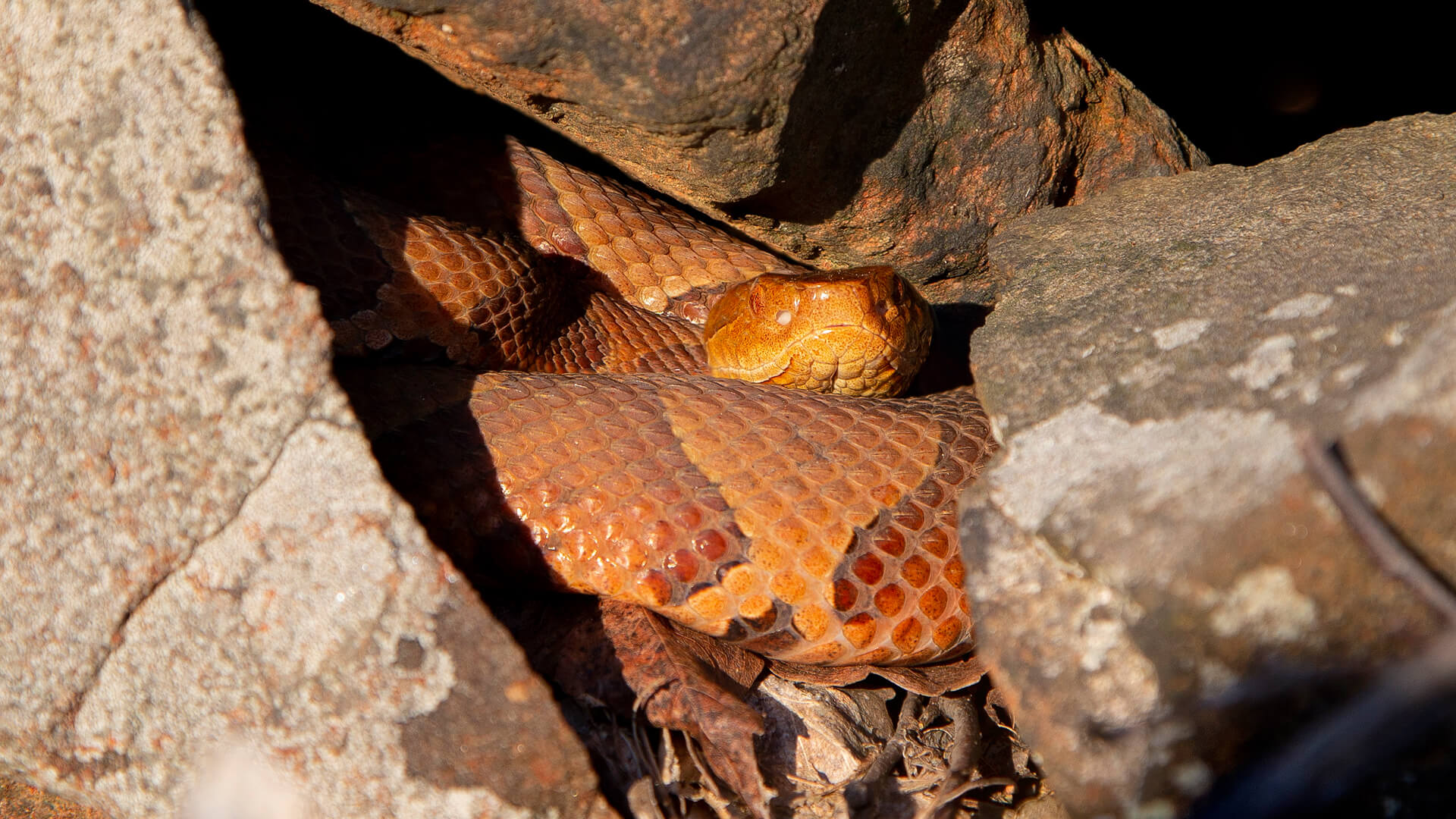 Copperhead