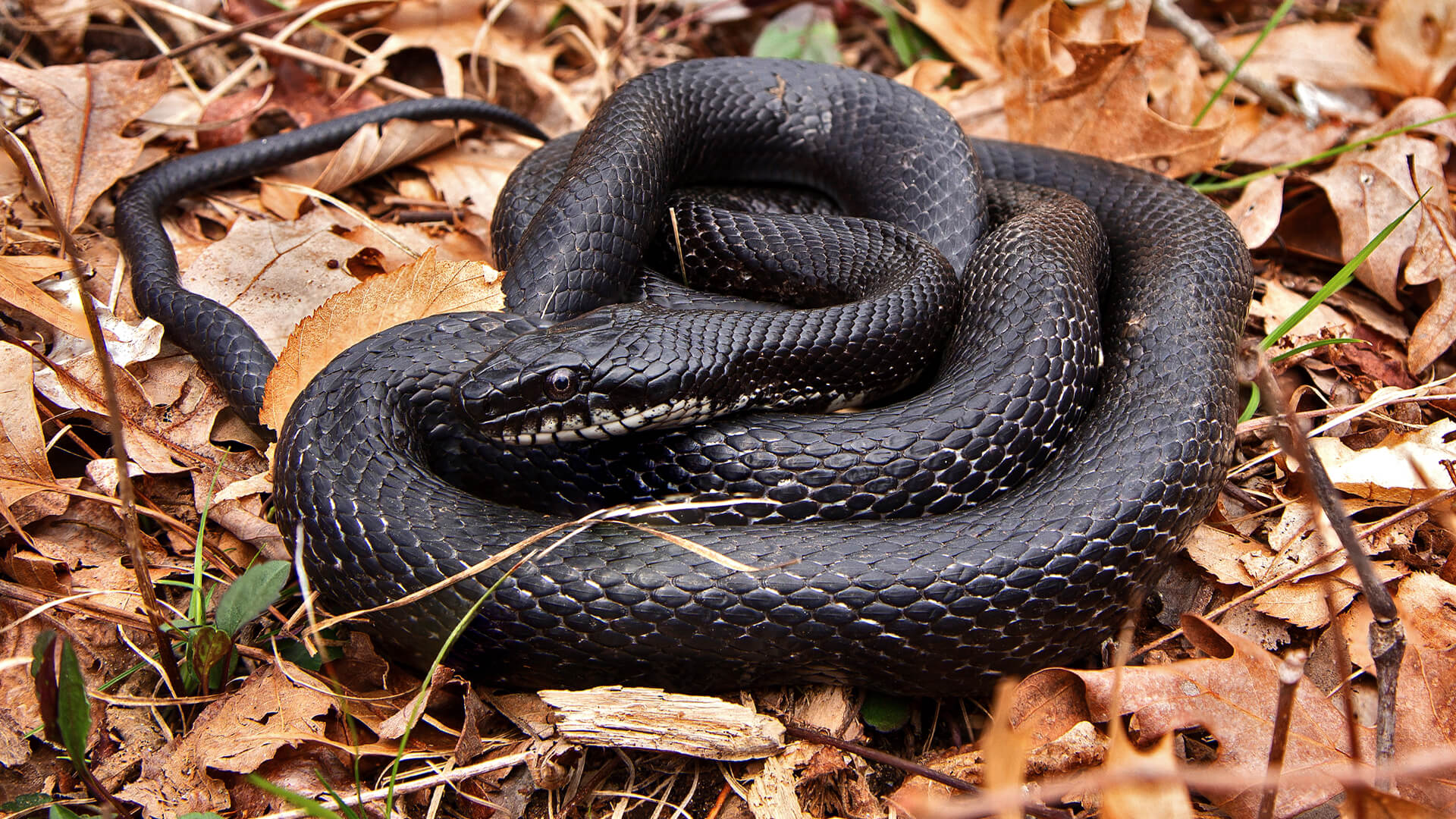 Eastern Rat Snake