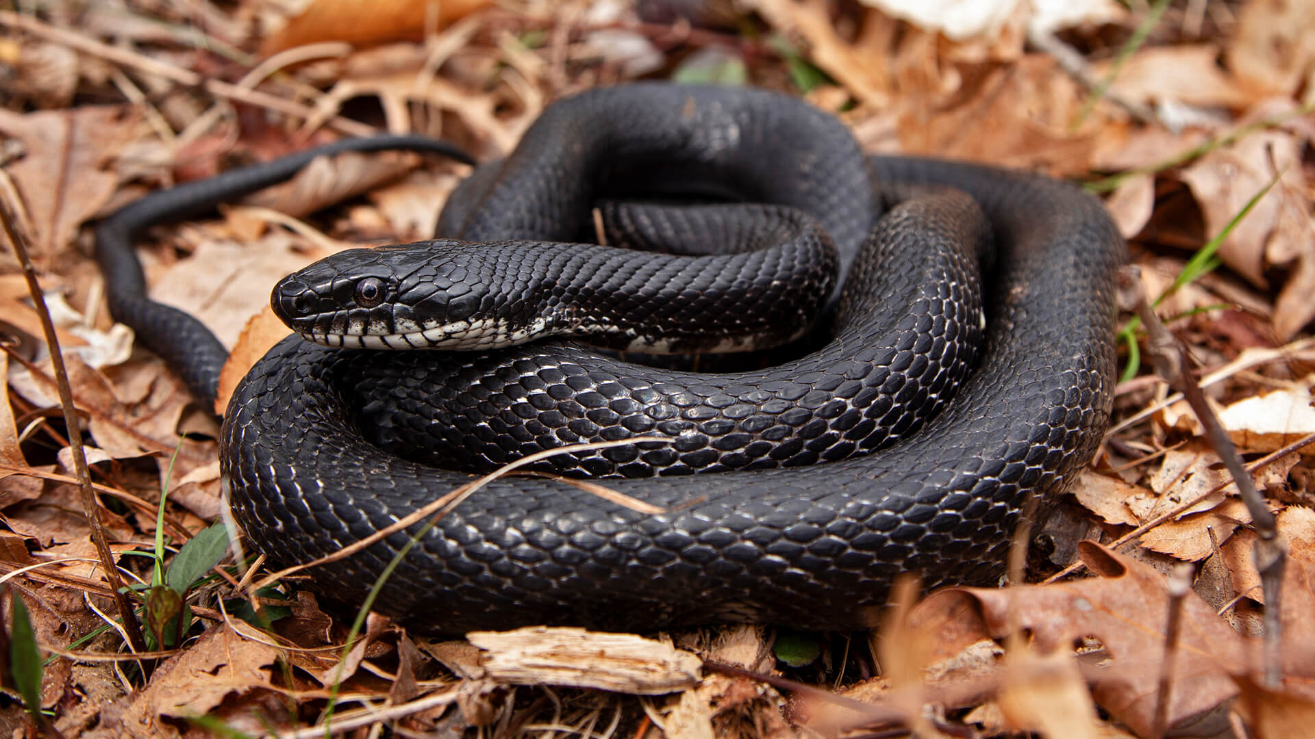 Eastern Rat Snake
