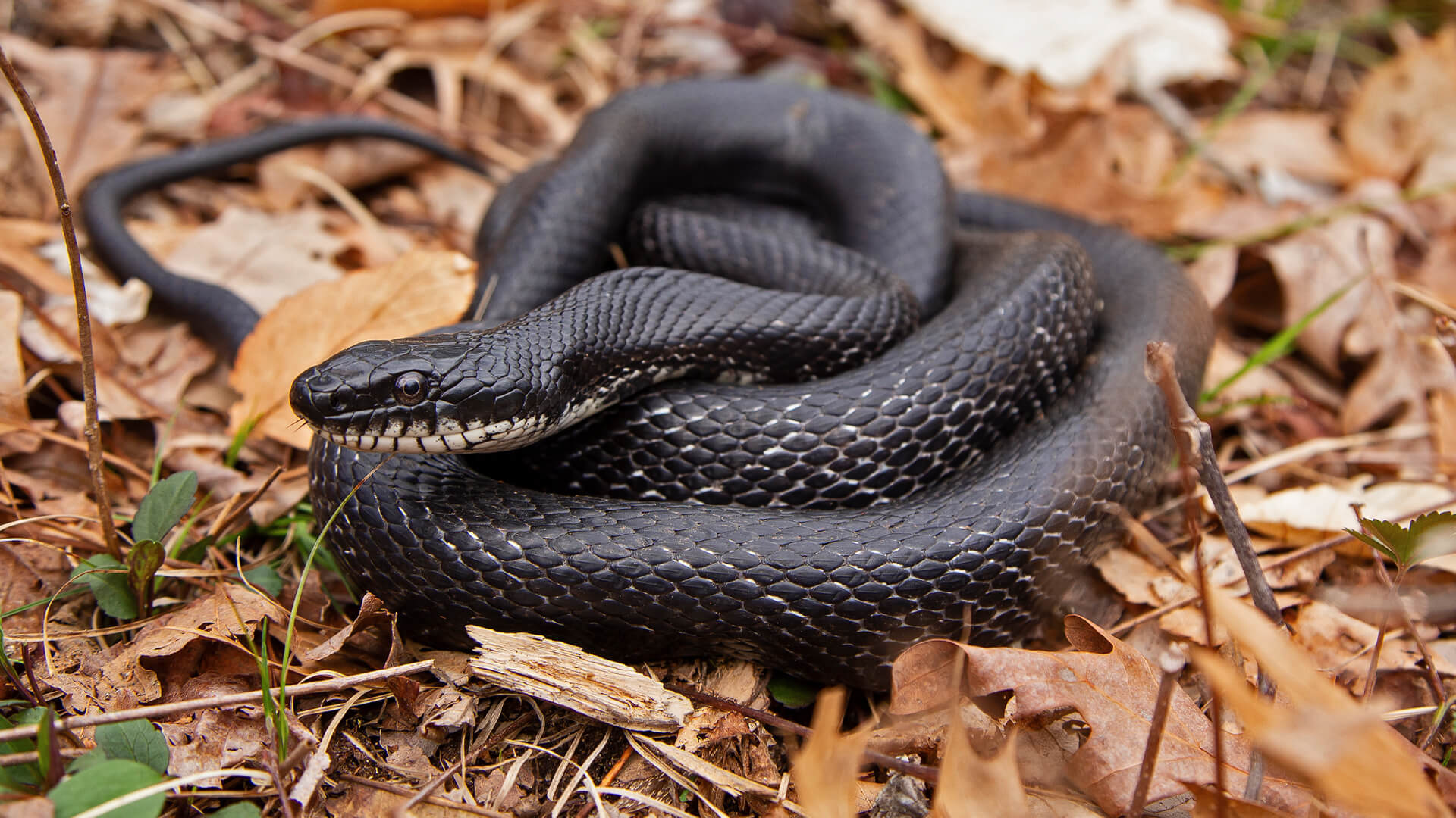 Eastern Rat Snake