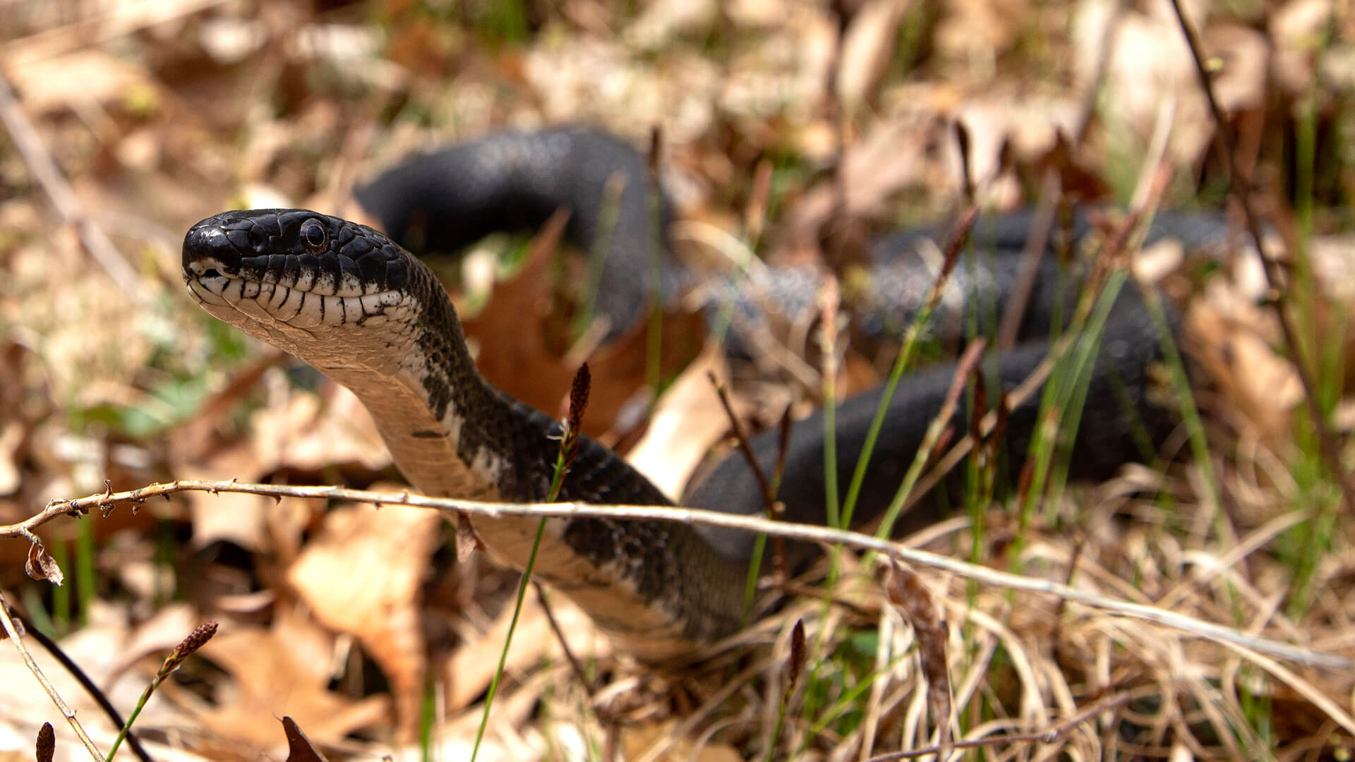 Eastern Rat Snake