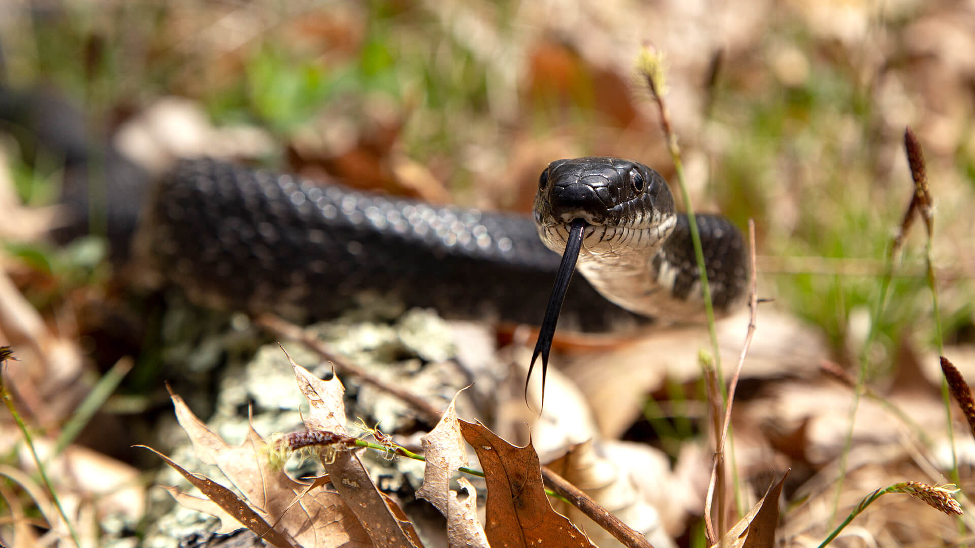 Eastern Rat Snake