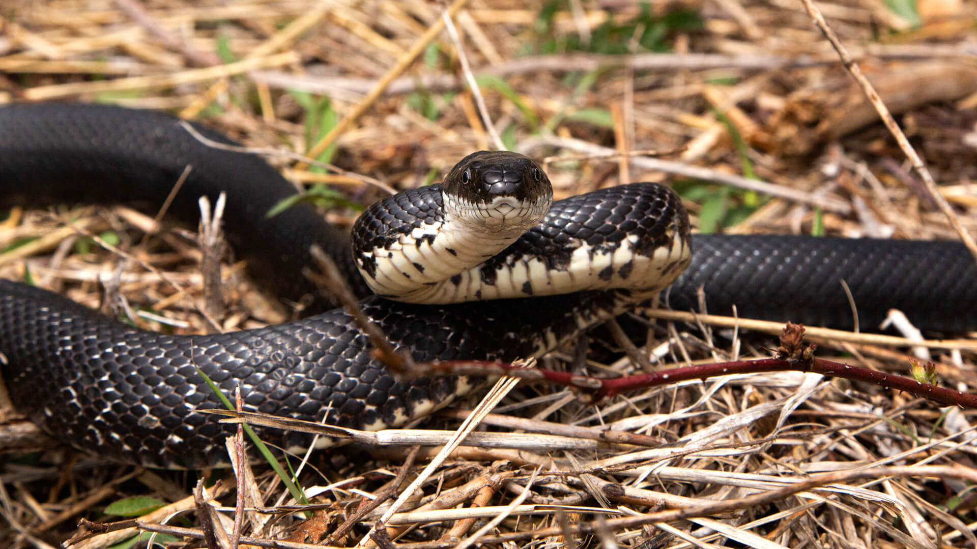 Eastern Rat Snake
