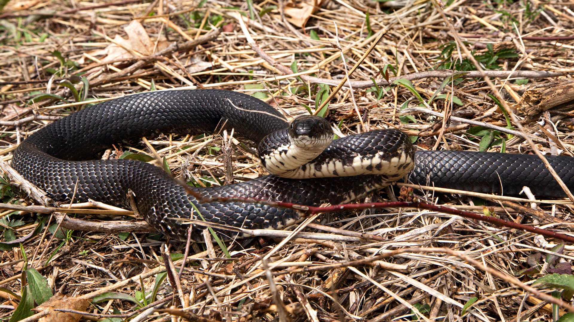 Eastern Rat Snake