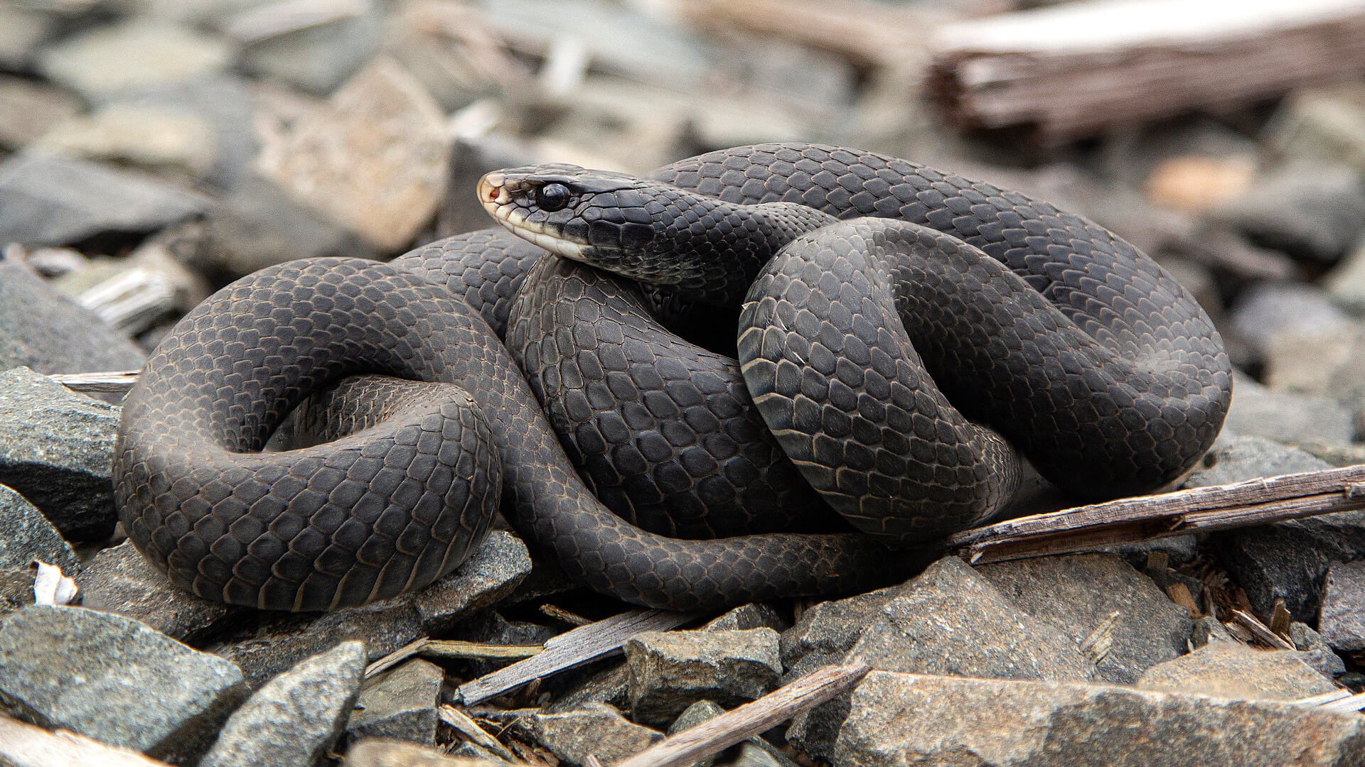 Northern Black Racer