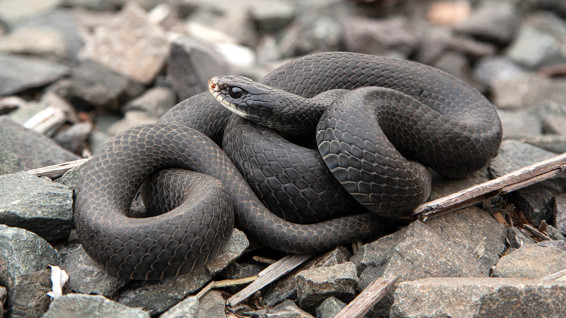 Black Racer