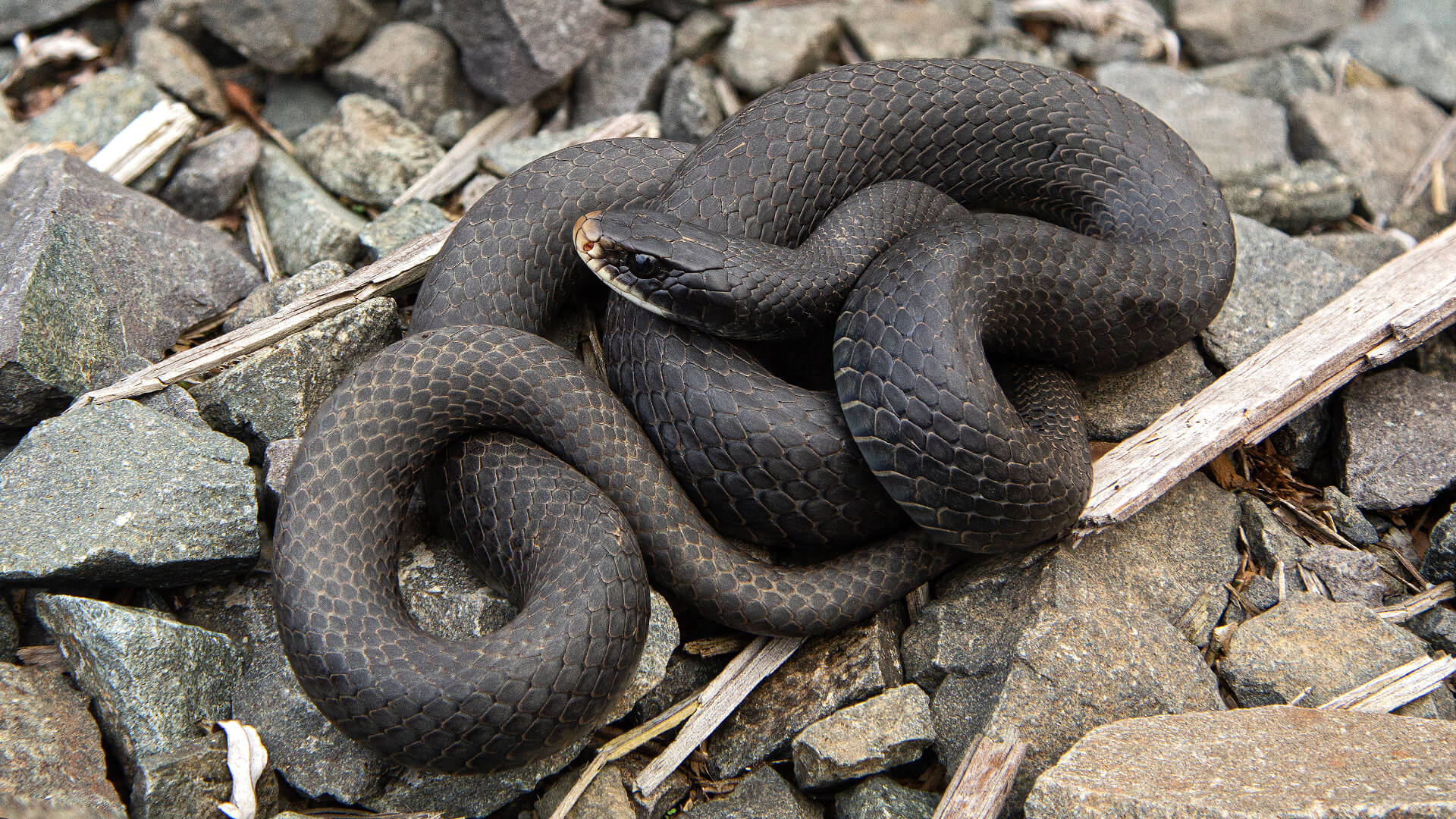 Black Racer