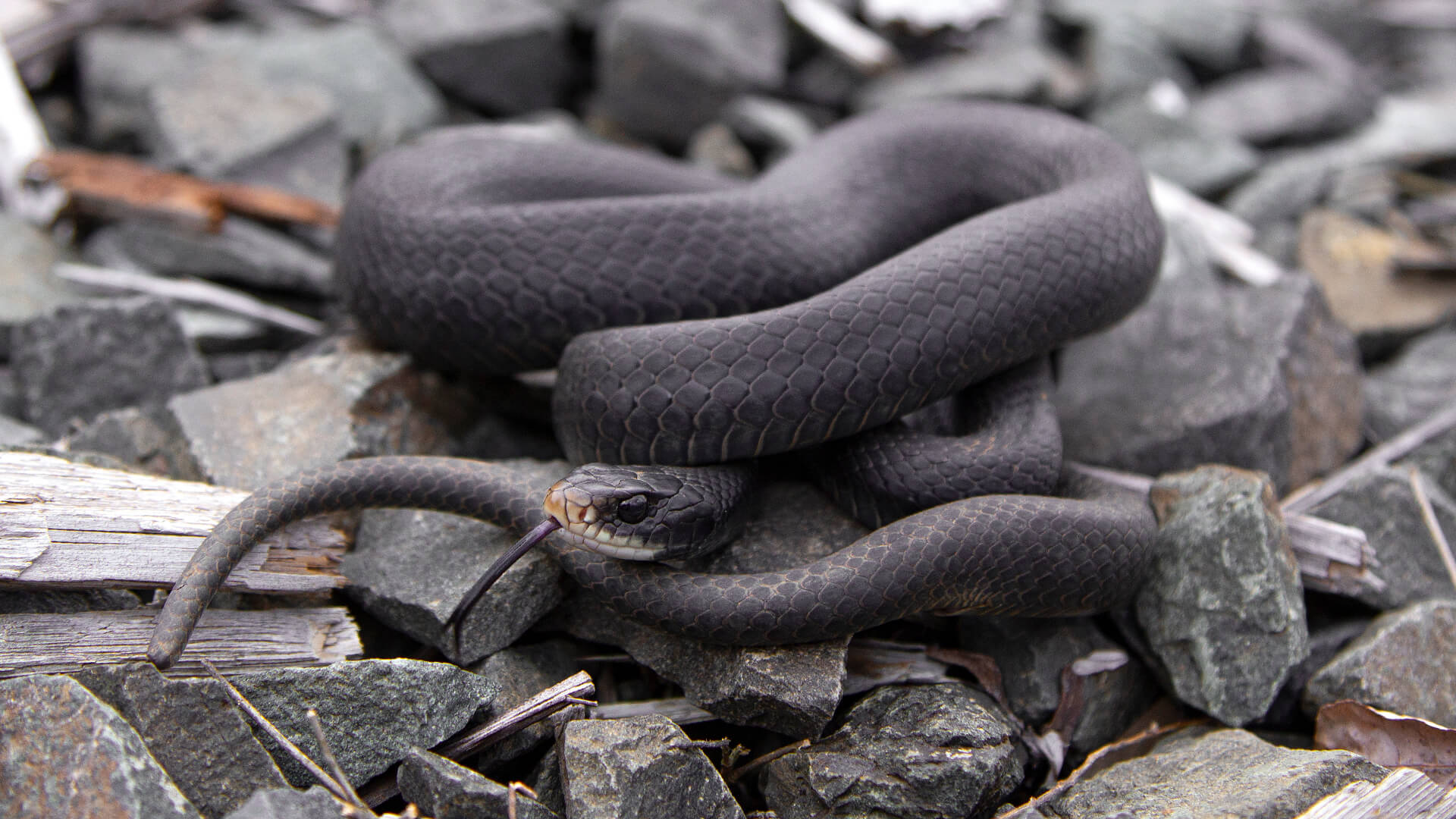 Black Racer