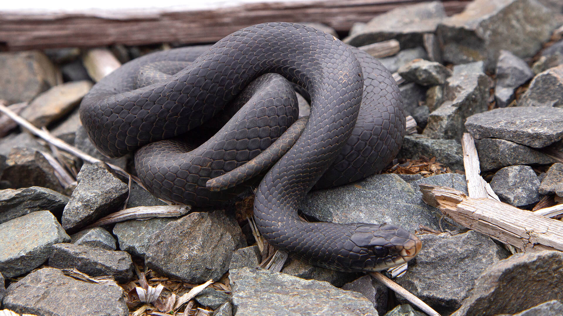 Black Racer