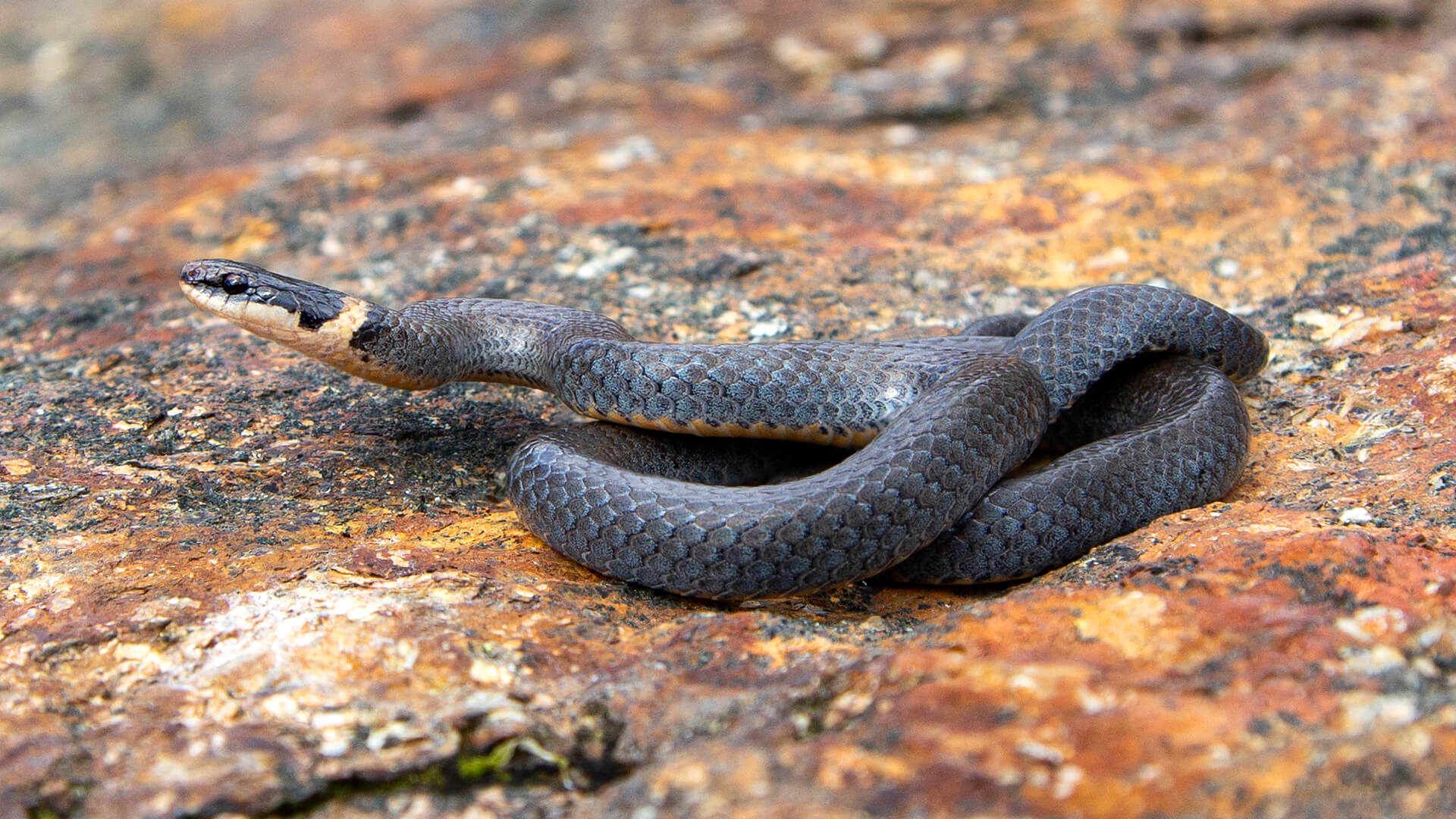 Ringneck Snake