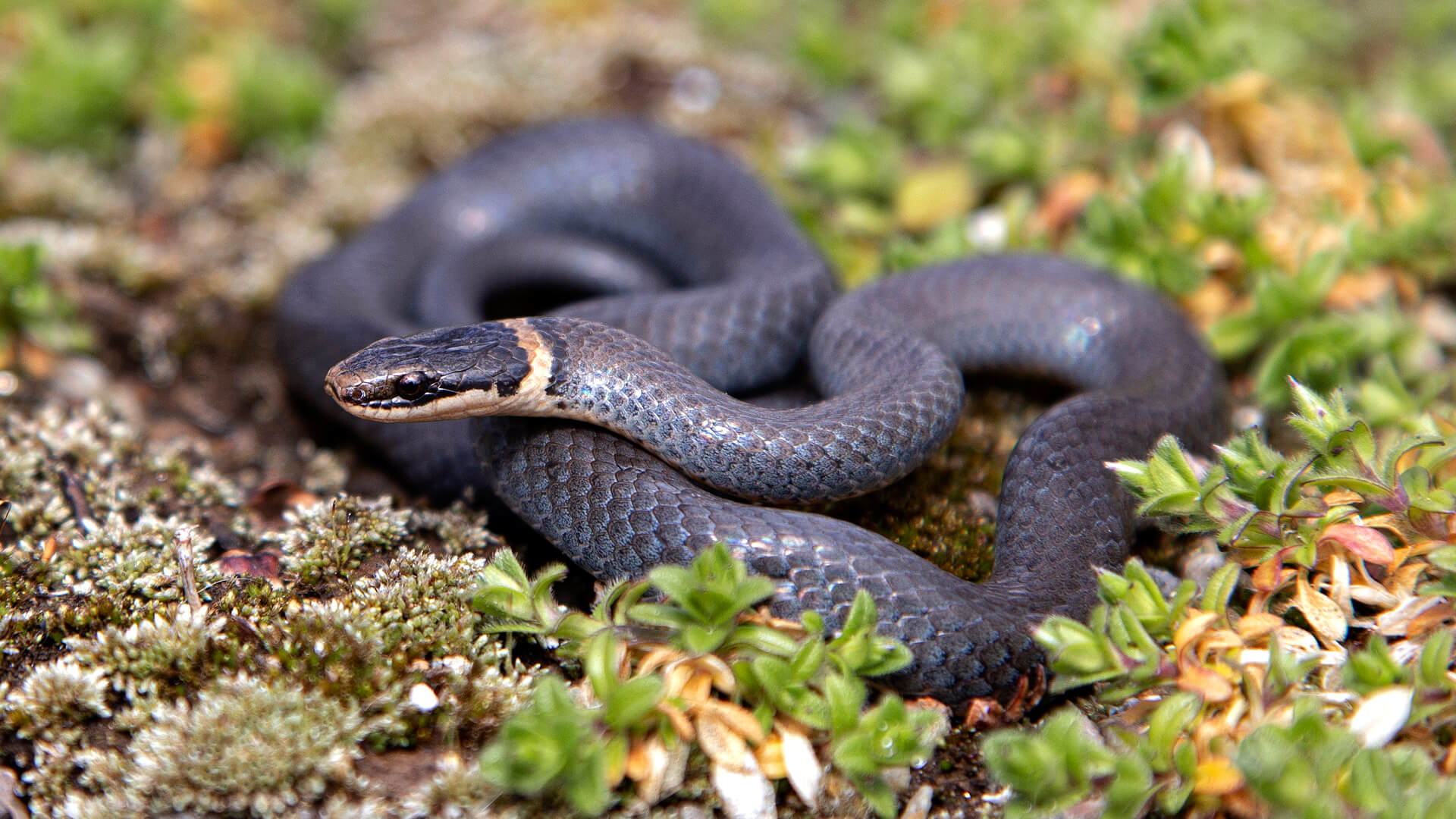 Ringneck Snake