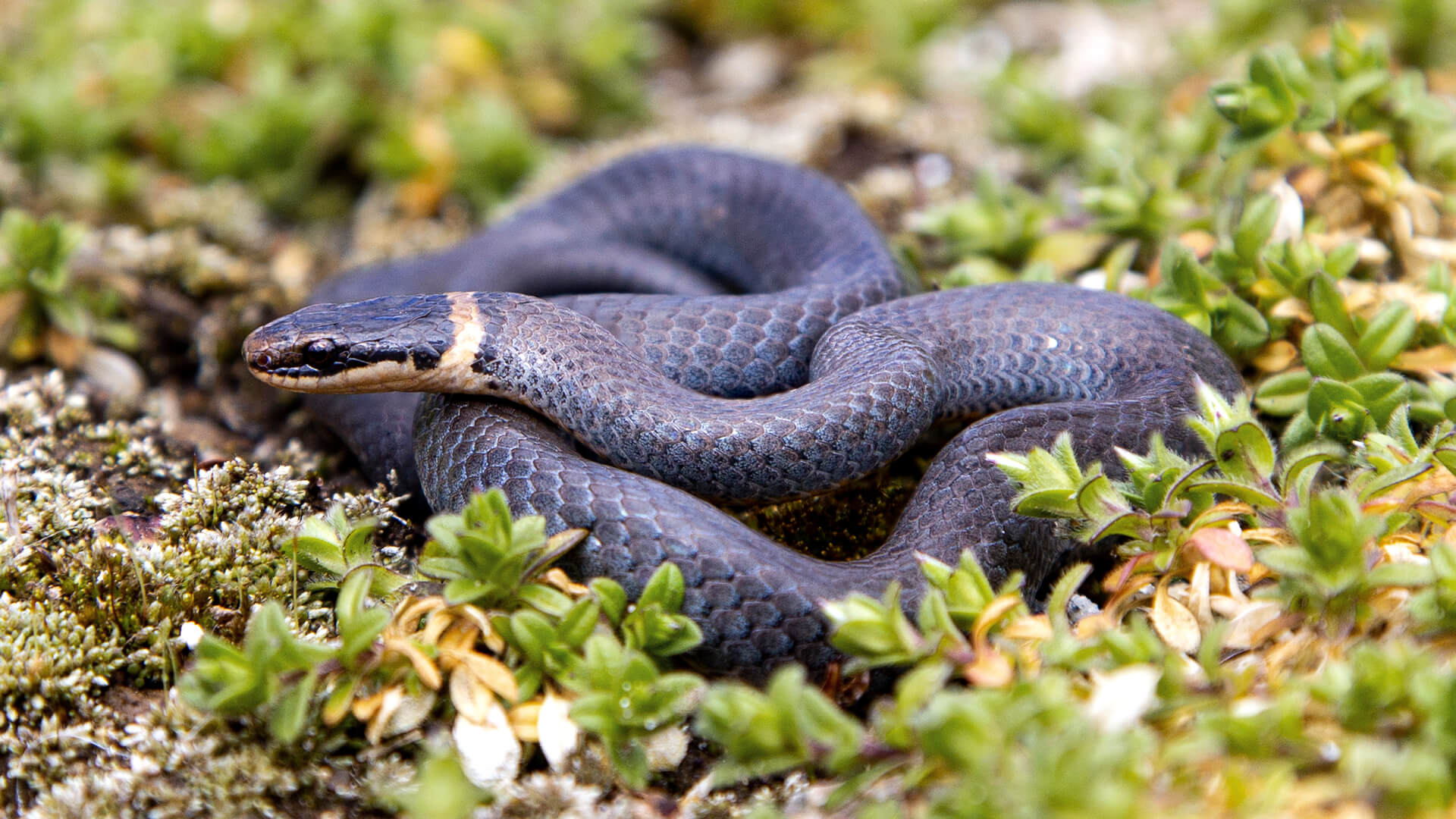 Ringneck Snake