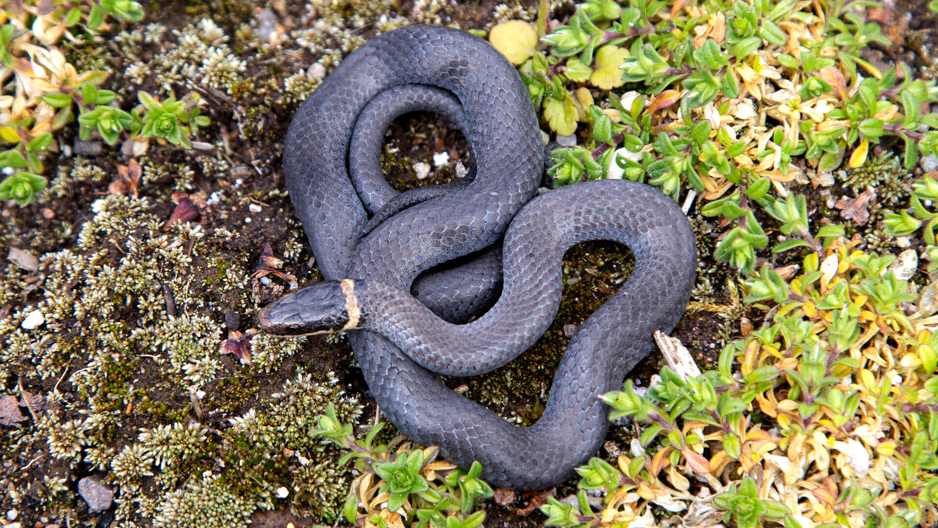 Ringneck Snake