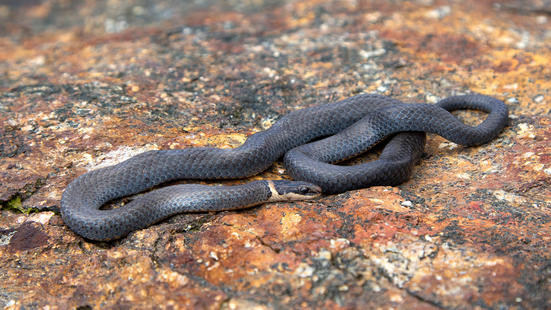 Ringneck Snake