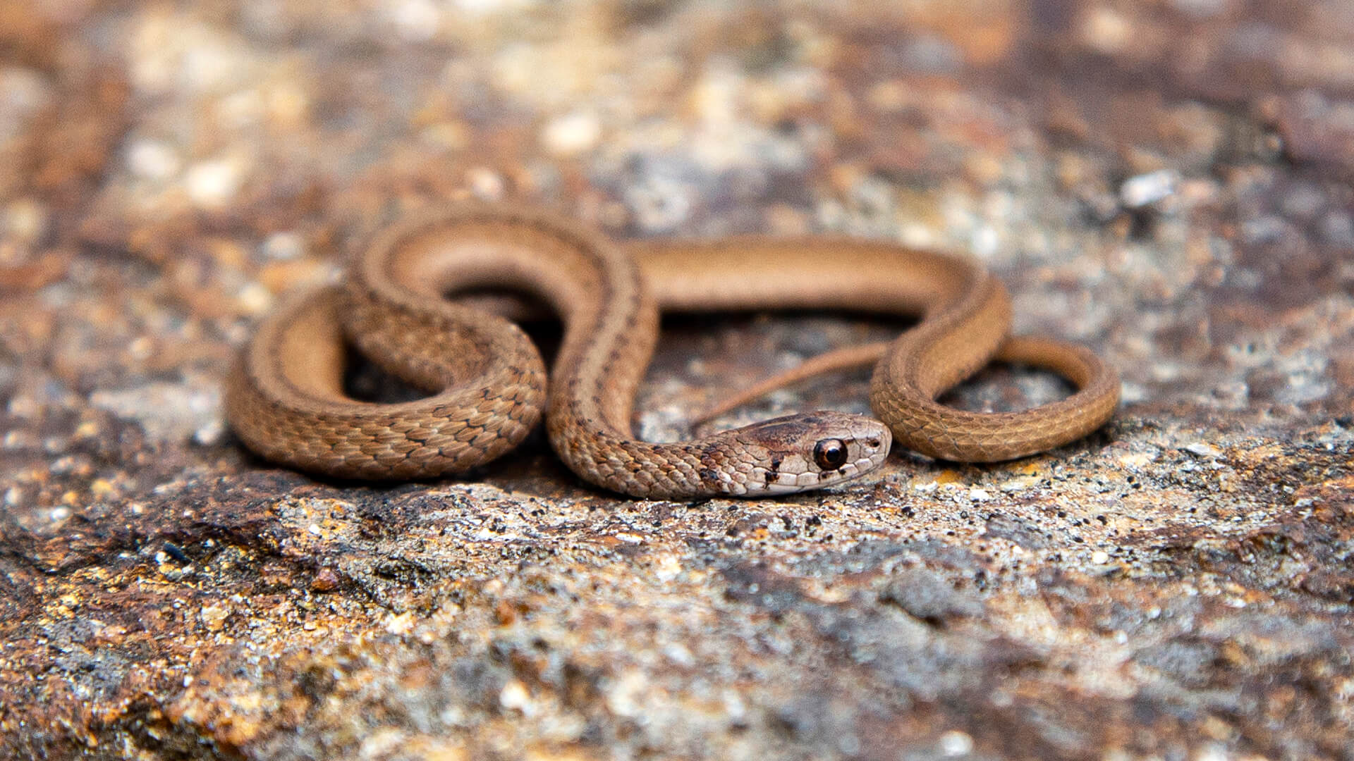 Northern Brown Snake