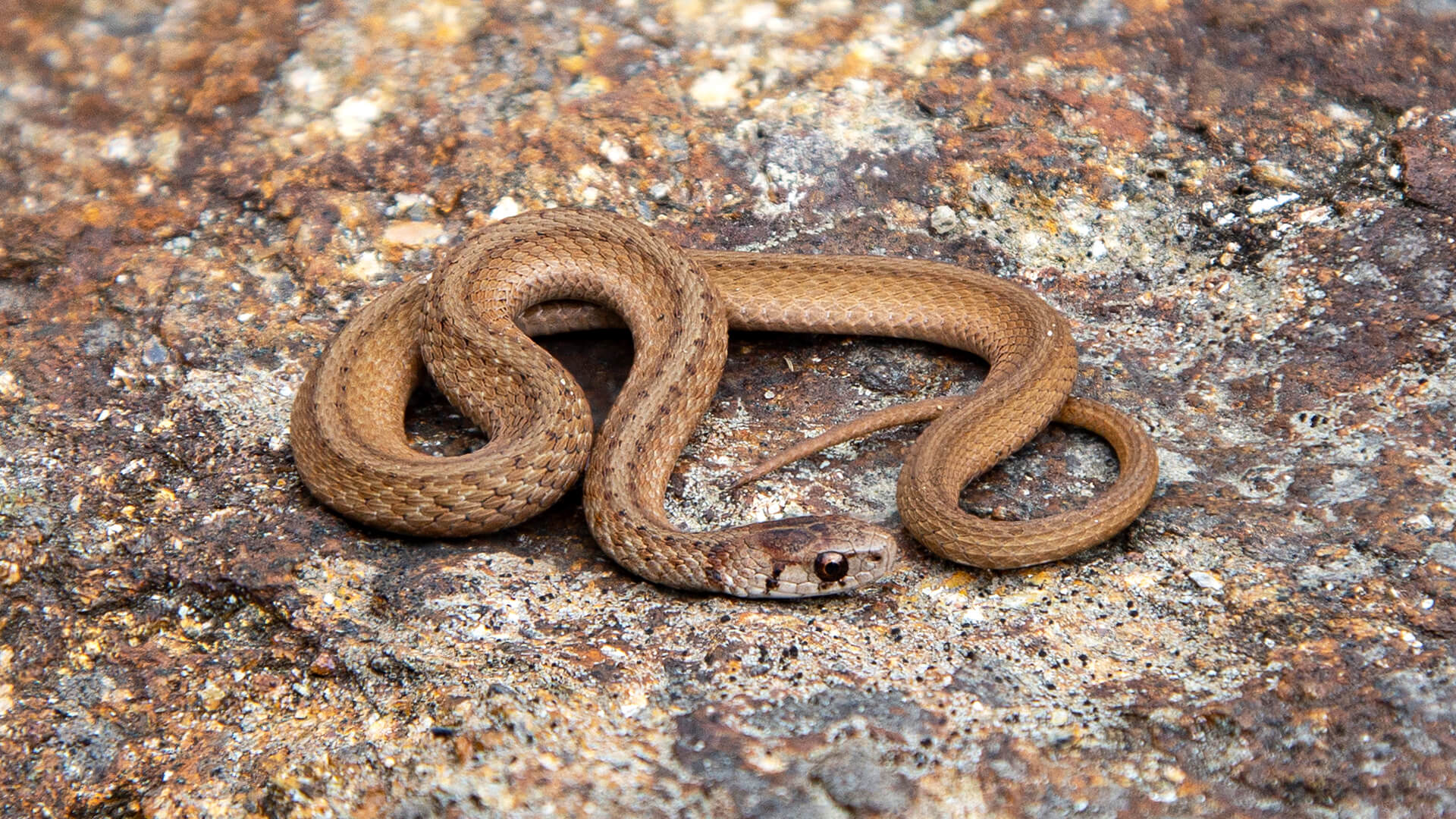 Northern Brown Snake