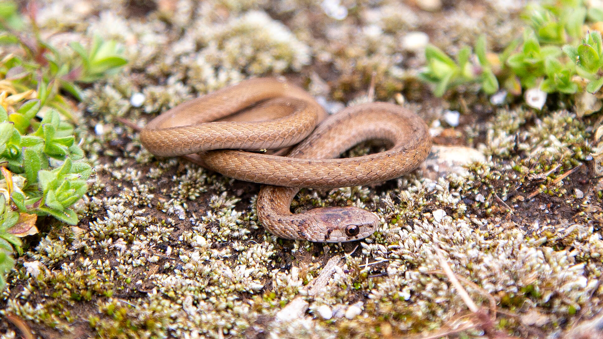Northern Brown Snake