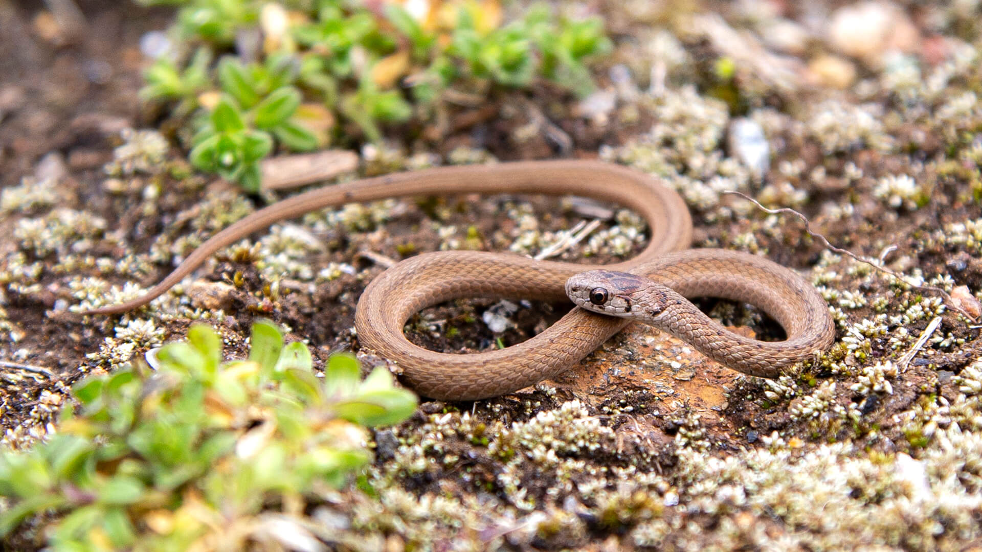 Northern Brown Snake