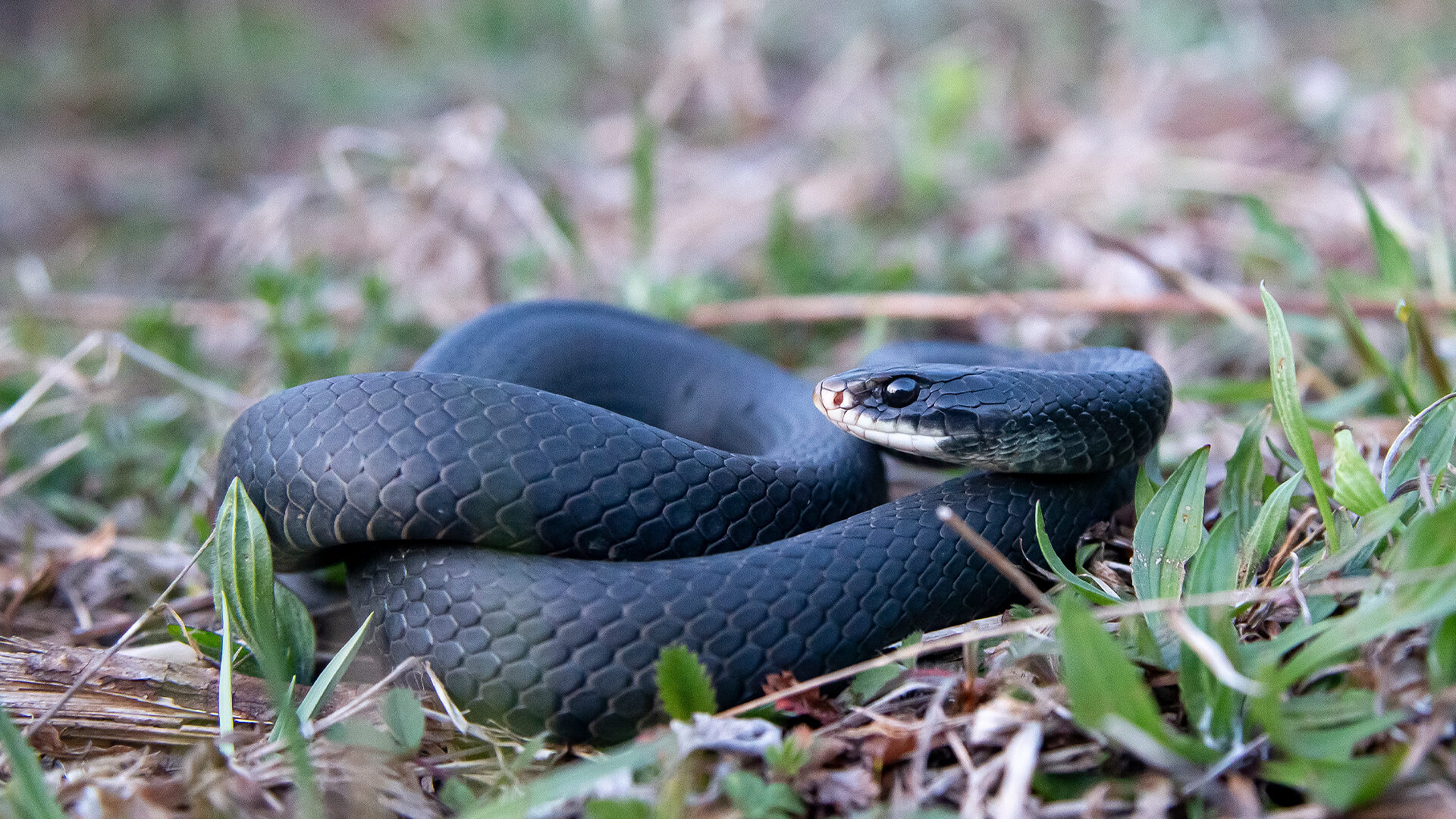 Northern Black Racer