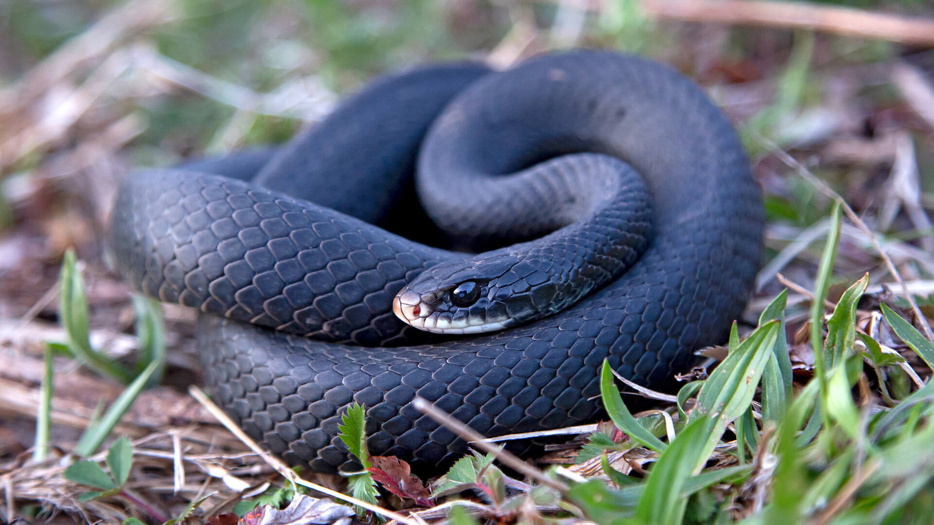 Northern Black Racer