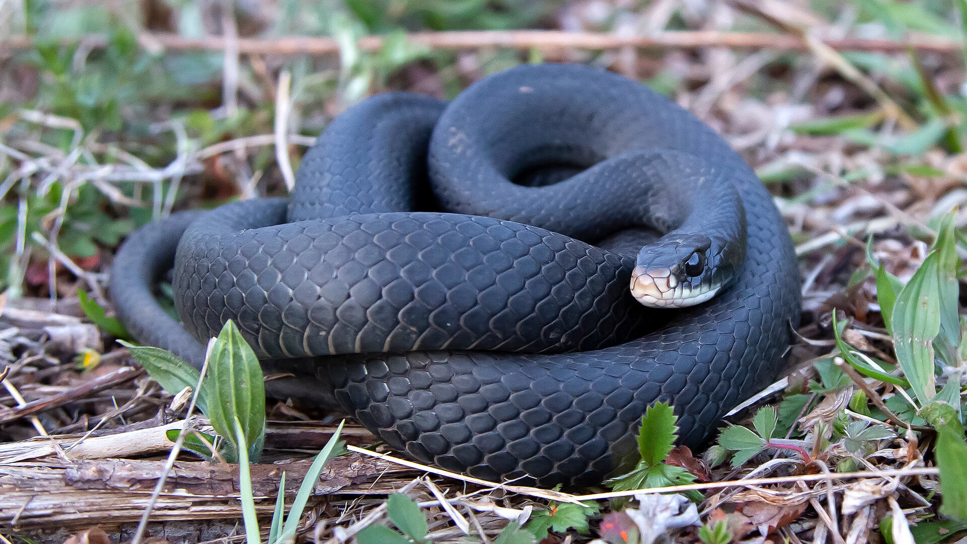Northern Black Racer