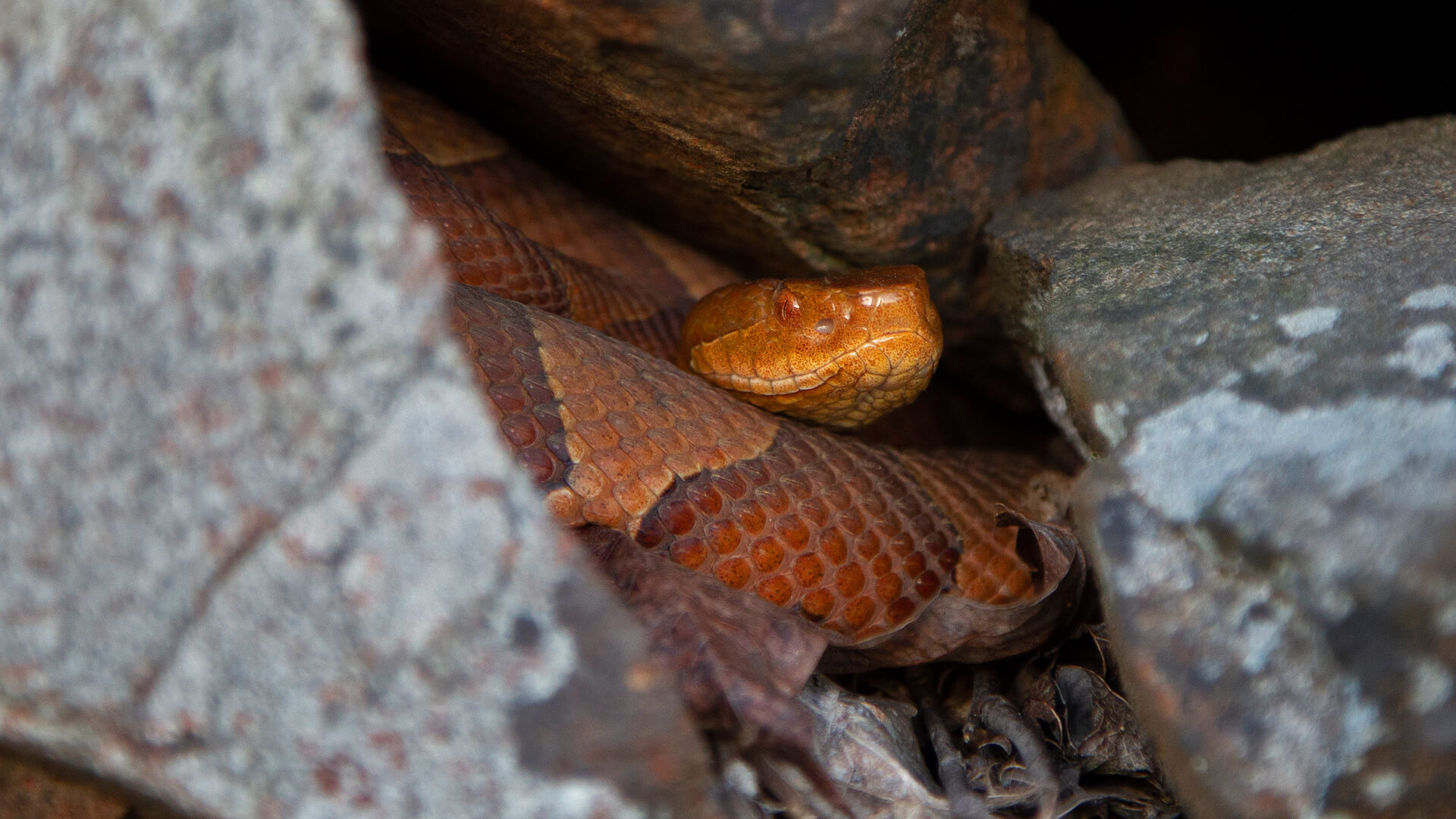 Copperhead