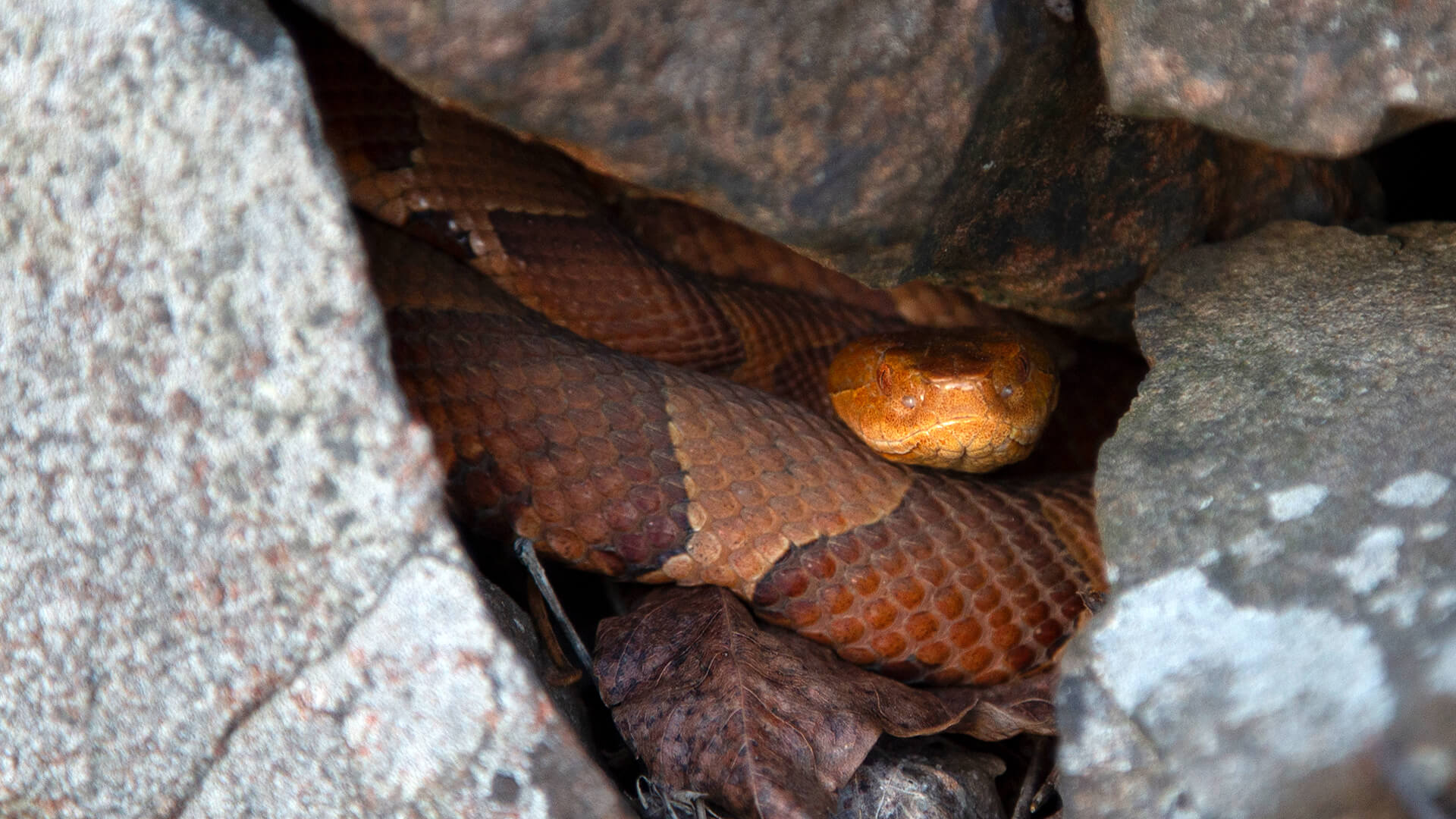 Copperhead